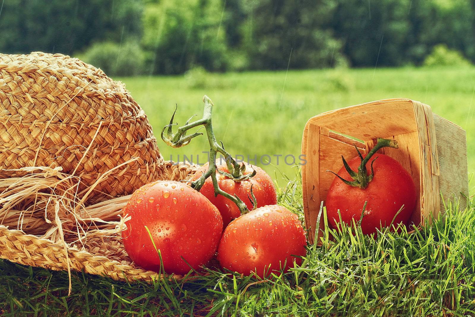 Fresh picked tomatoes with garden hat on grass by Sandralise