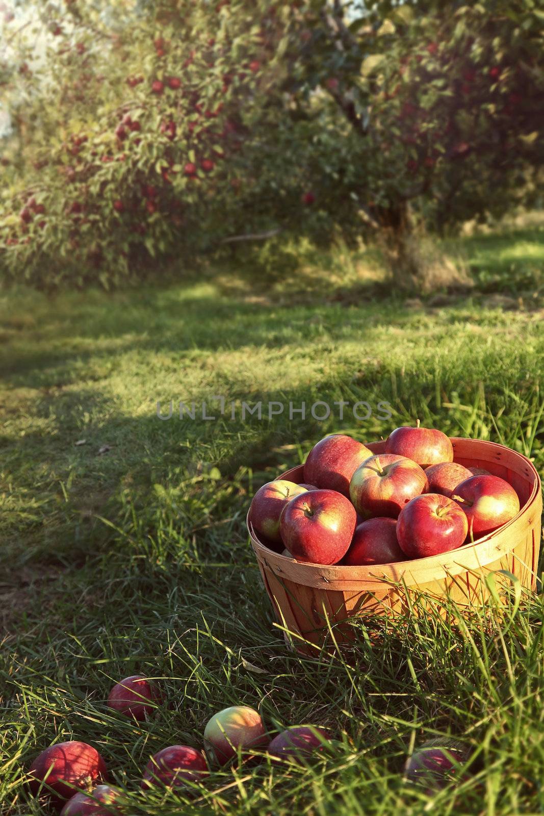 Bushel of red apples in the orchard