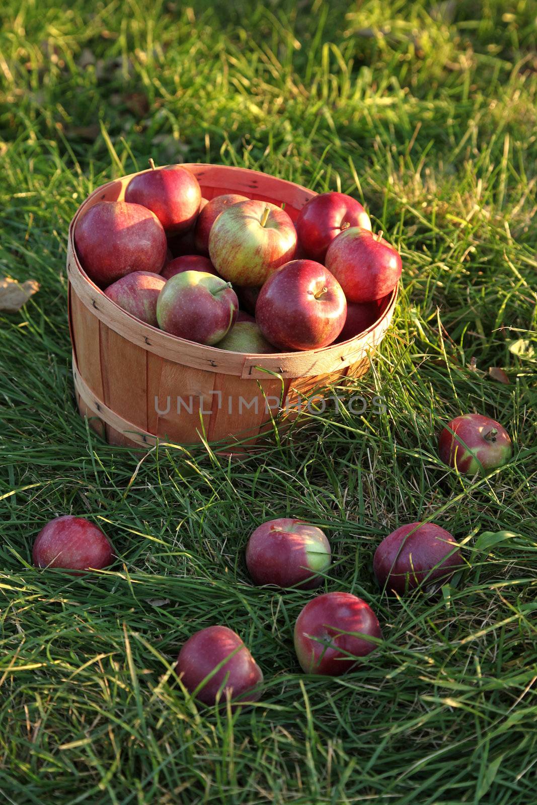 Basket of apples in the grass by Sandralise