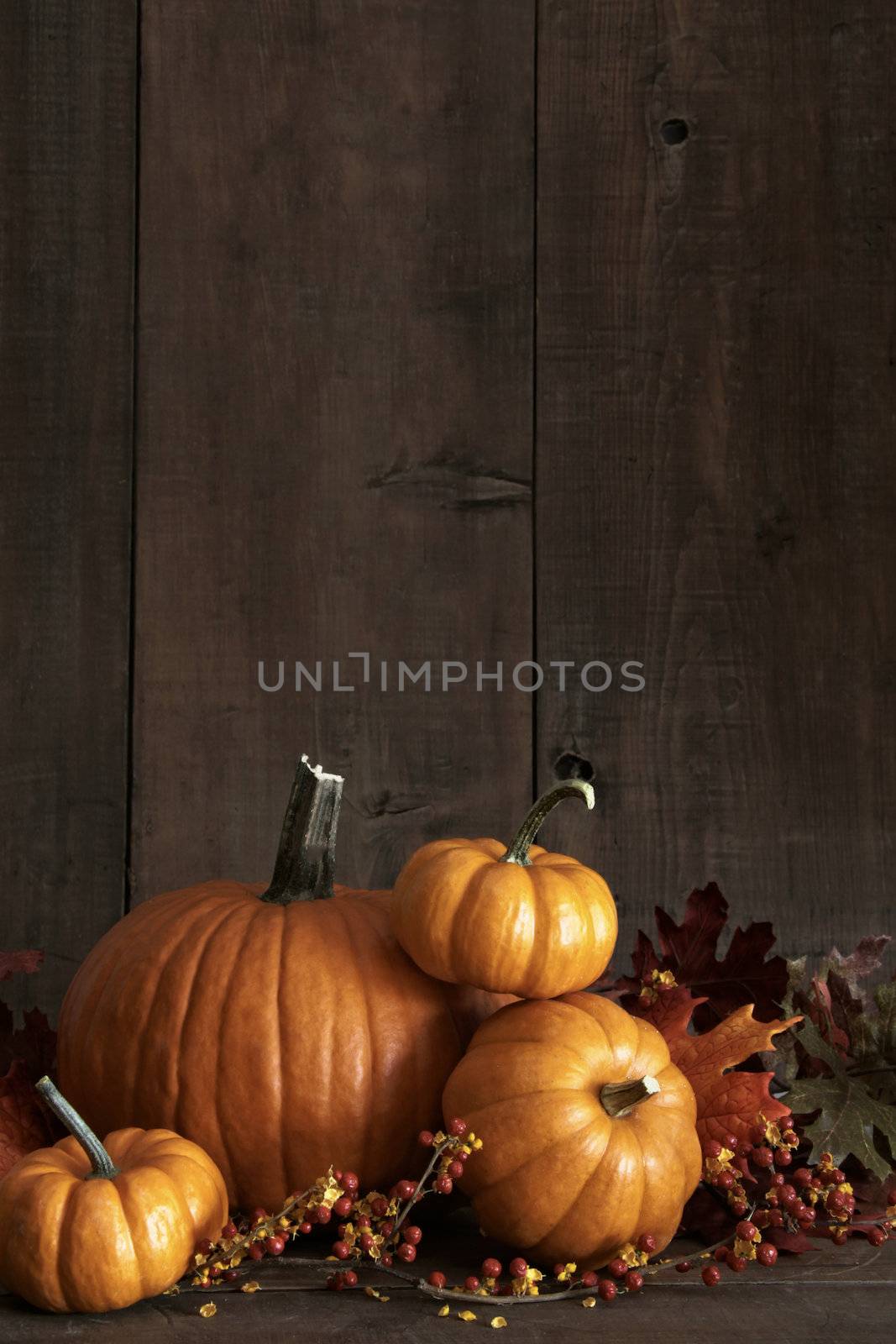 Group of gourds and pumpkin against a wood background by Sandralise