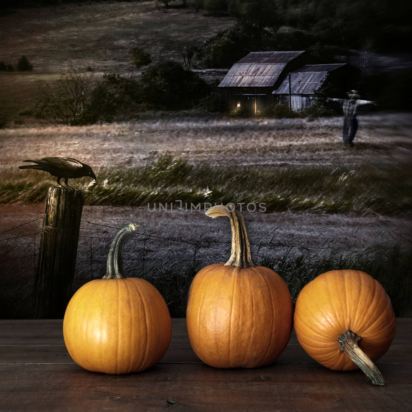 Pumpkins left on table at night by Sandralise