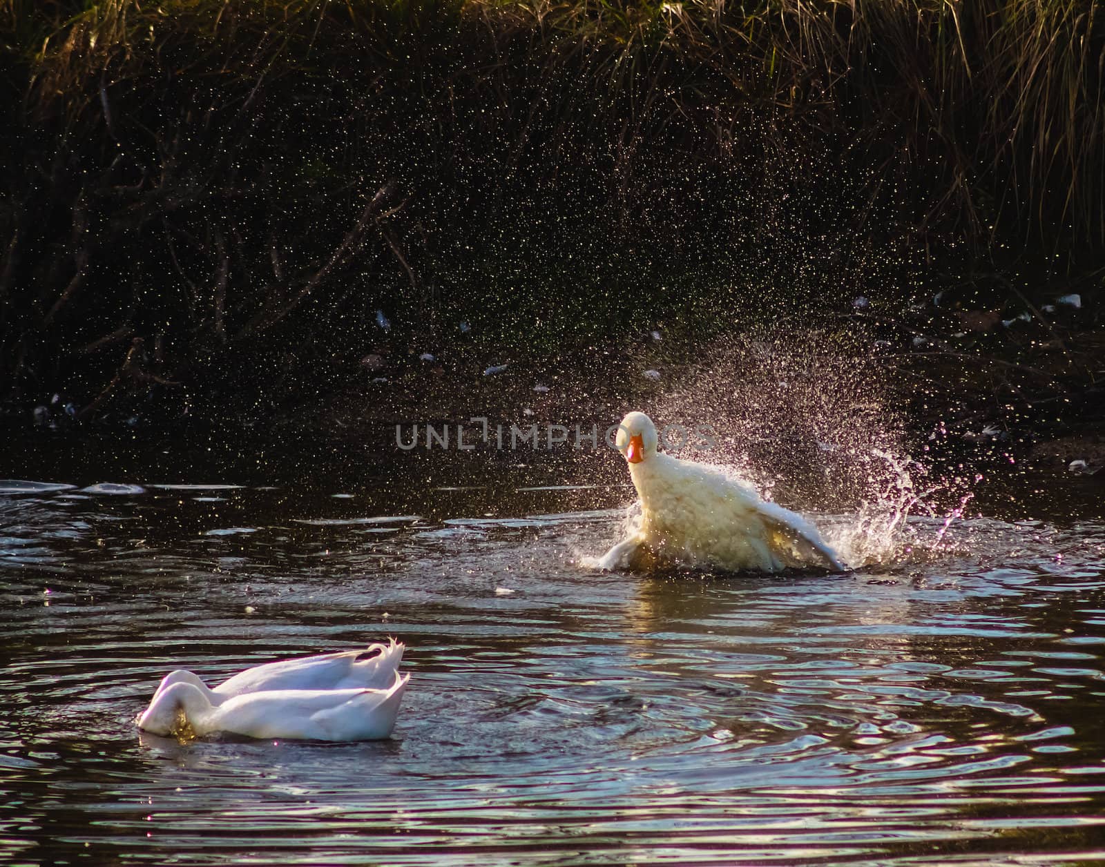 Goose Fighting And Splashing At The Lake