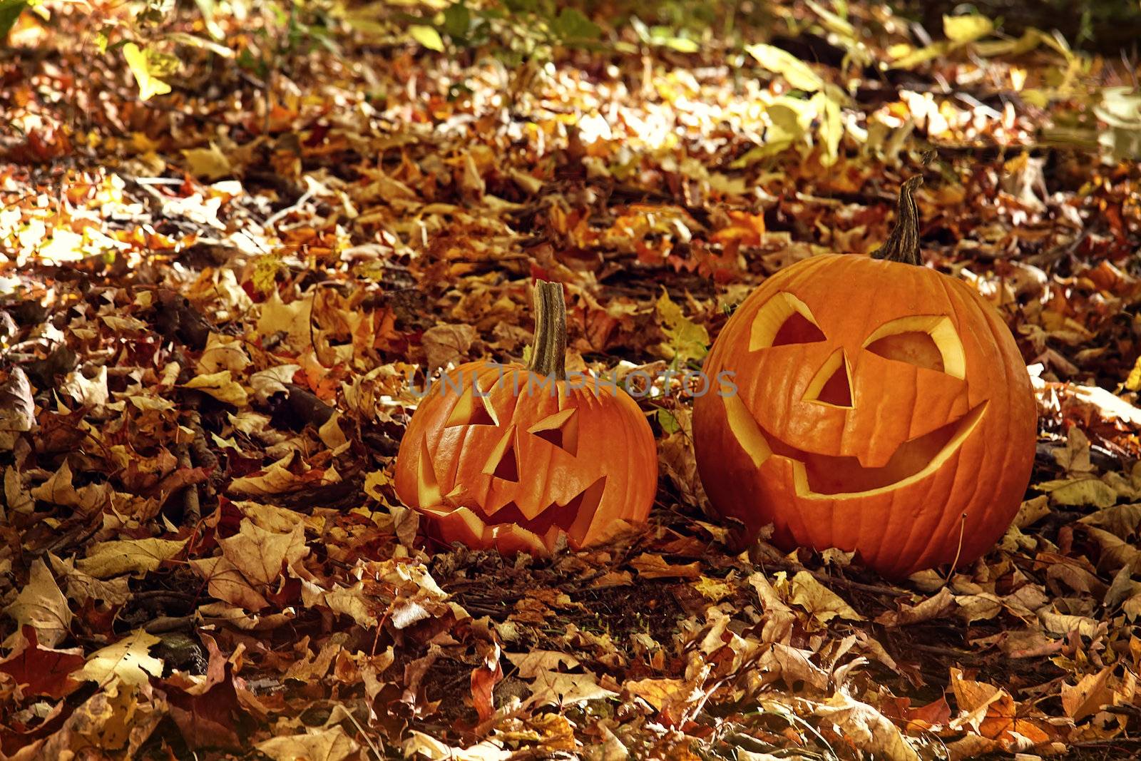 Funny pumpkins in leaves on the ground by Sandralise