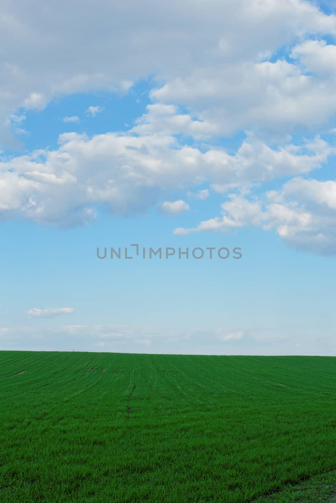 green wheat field under the blue cloudy sky