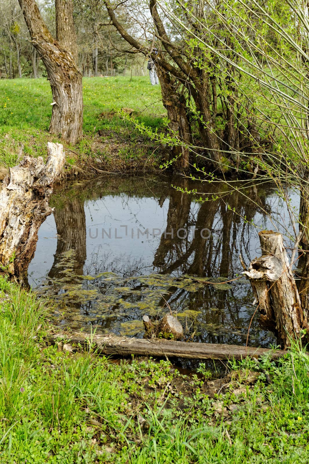 small lake in middle of the meadow