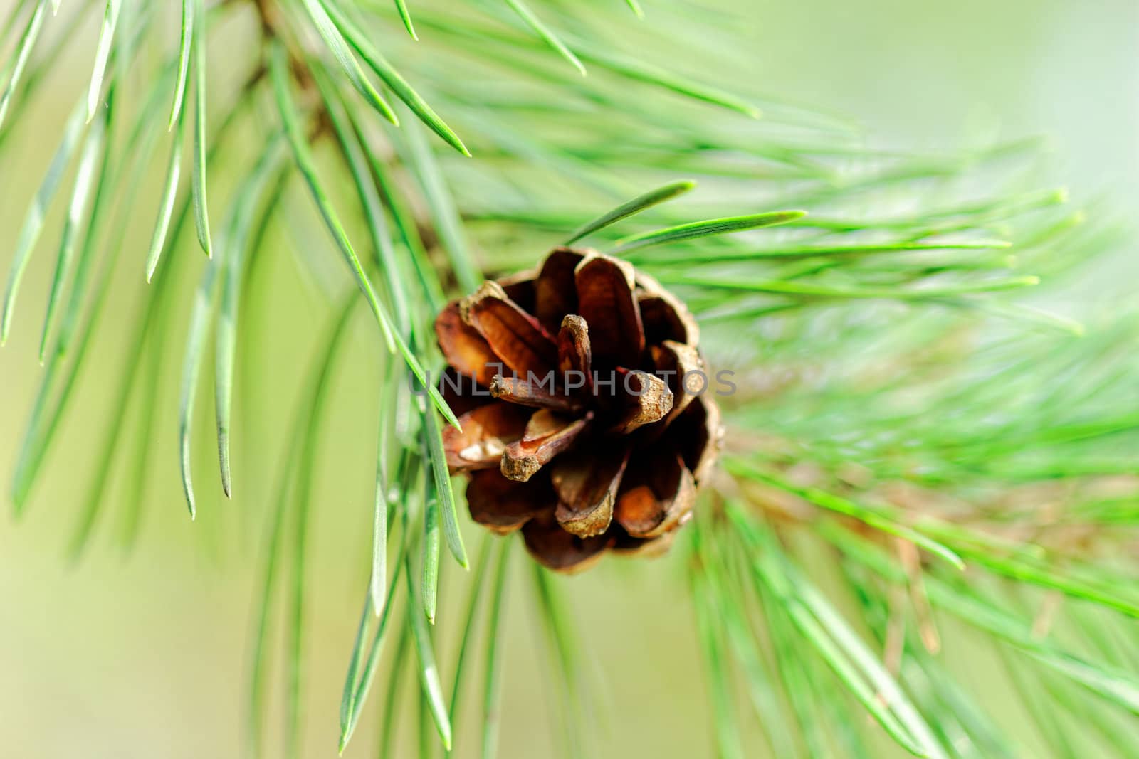 pine cone, on pine branch