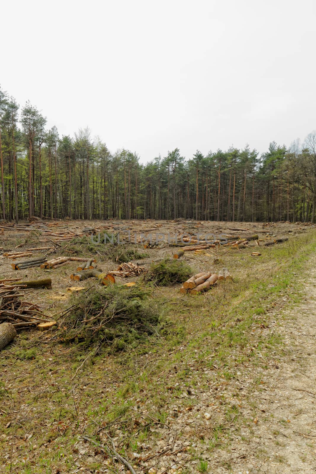 industrial deforestation and logging