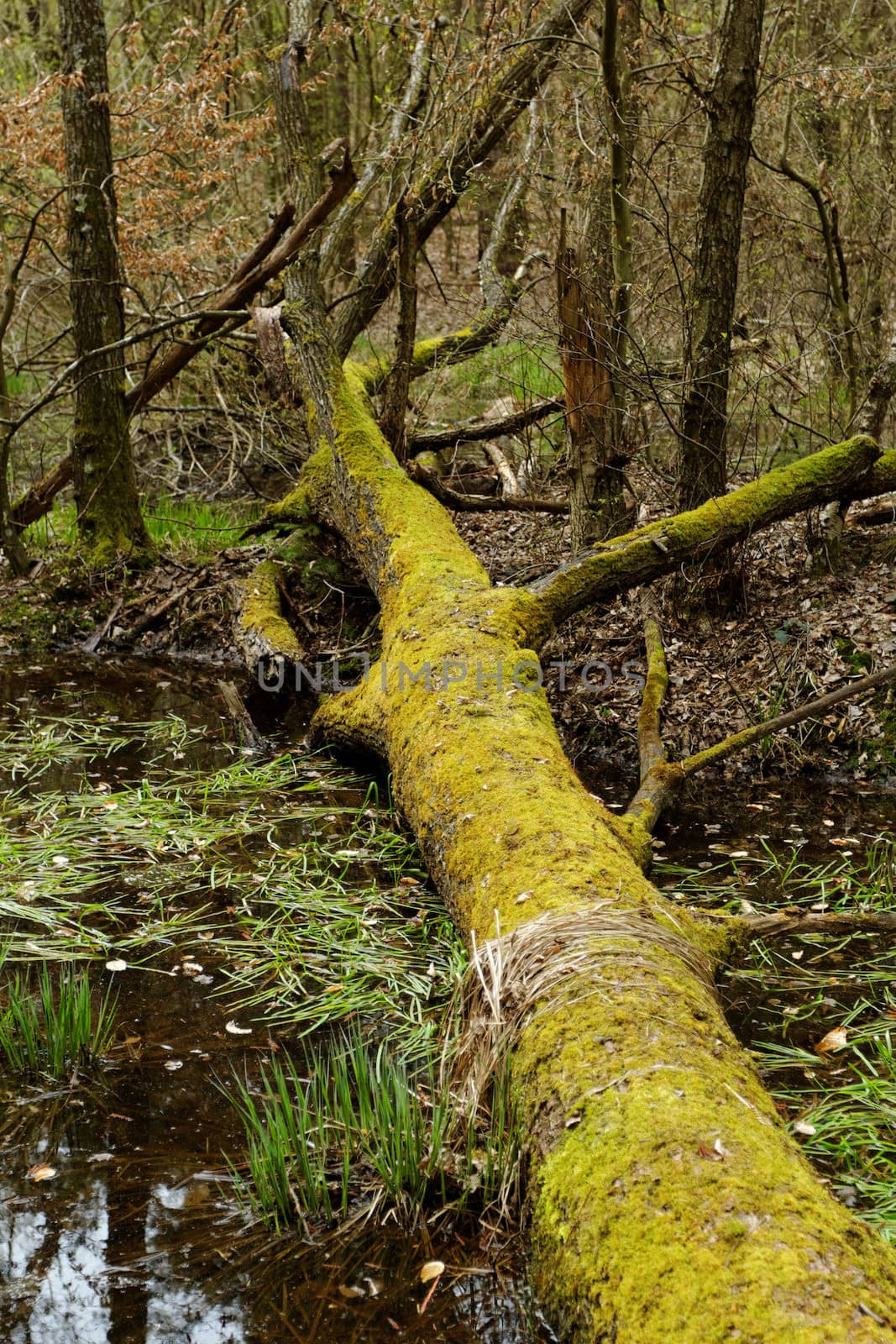 fallen tree with moss by the lake