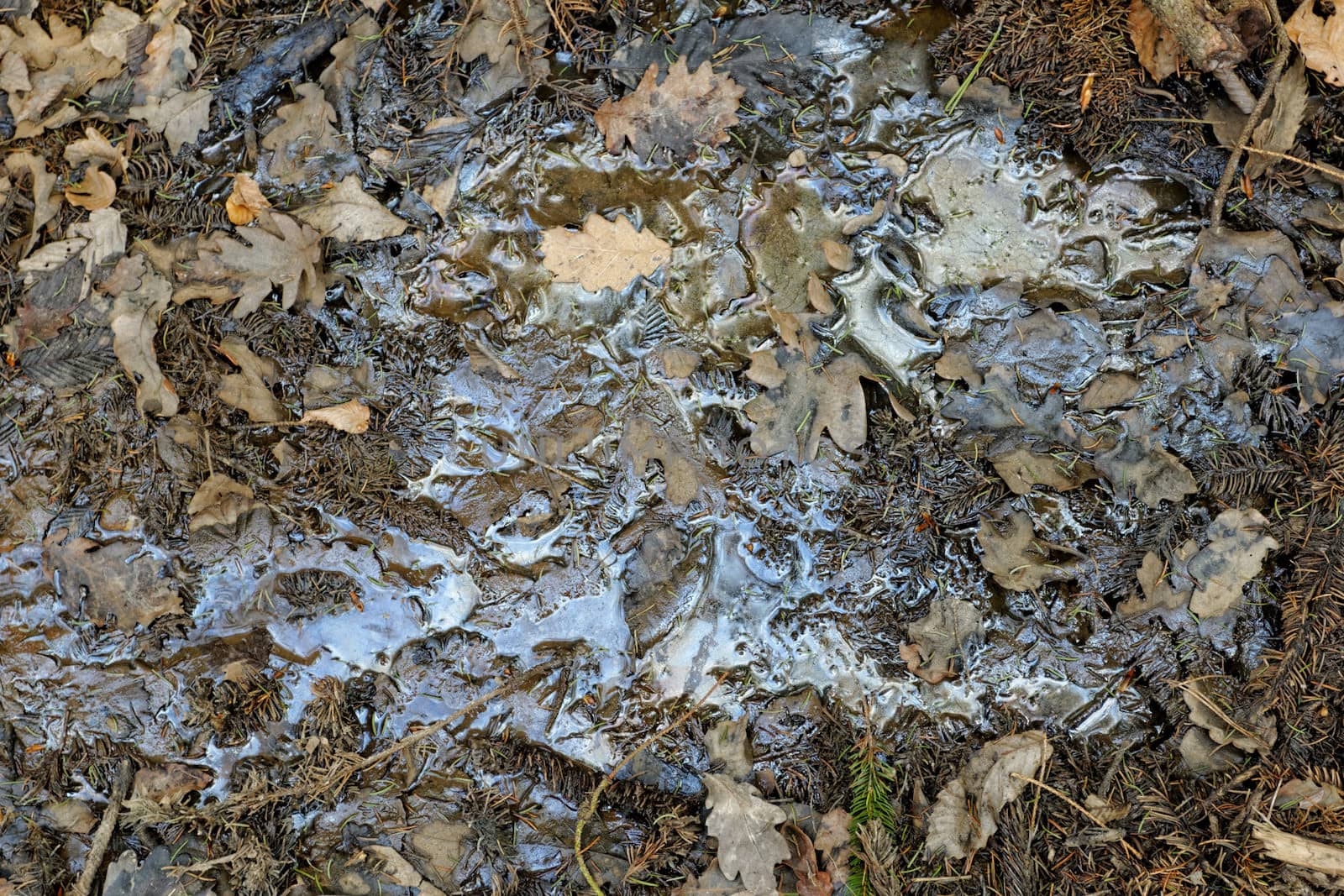 oil pollution on forest land