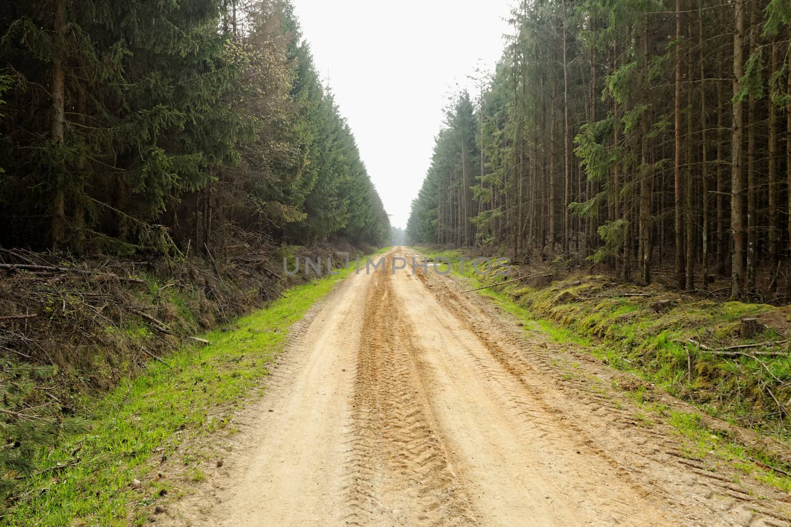 dirt road in the forest by NagyDodo