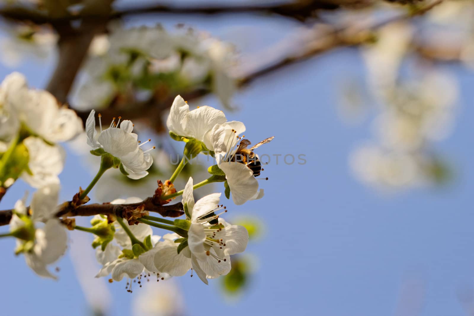 blossom tree with a bee pollination