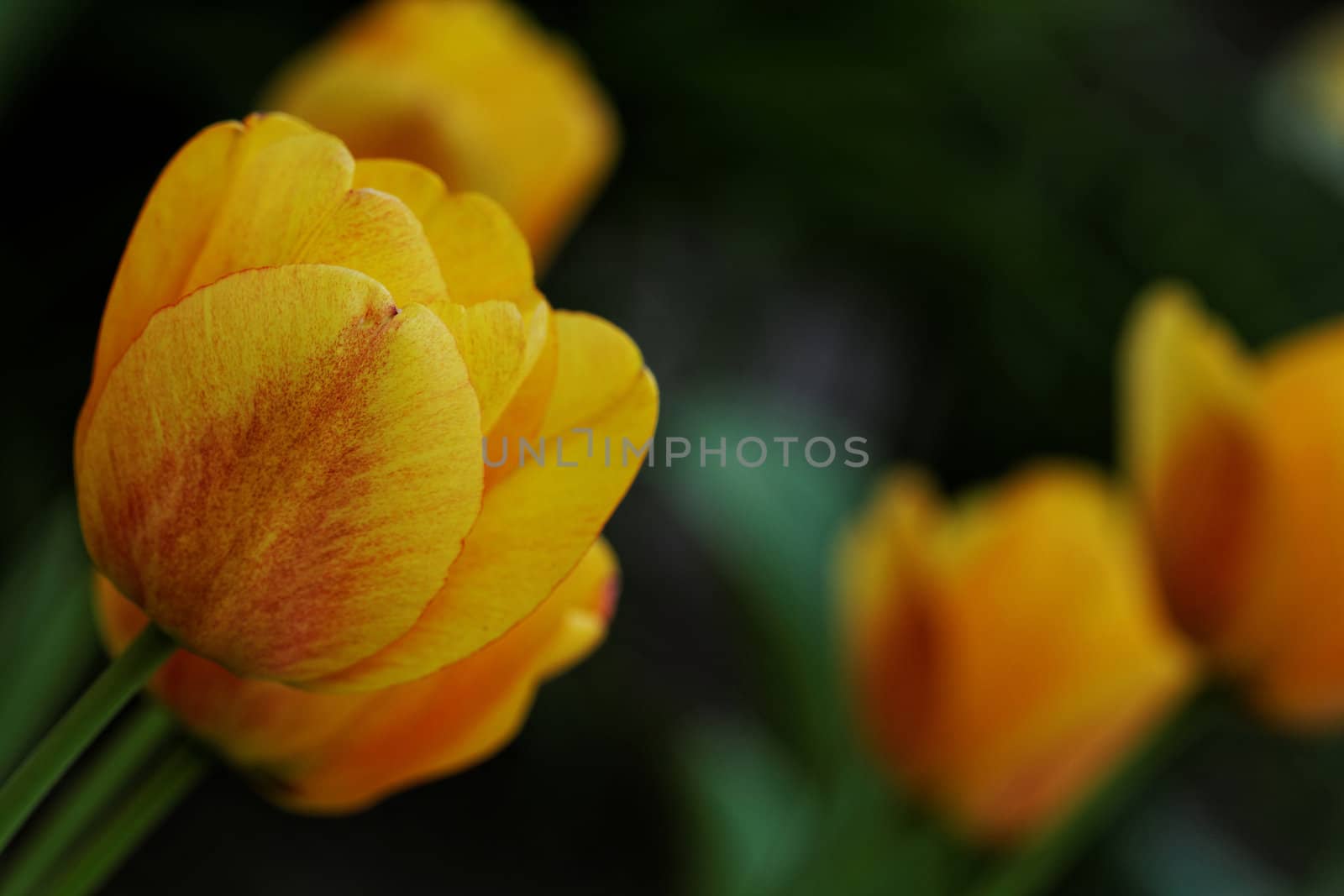 yellow tulips by NagyDodo