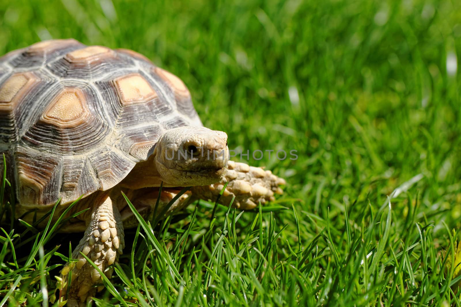 African Spurred Tortoise (Geochelone sulcata) in the garden