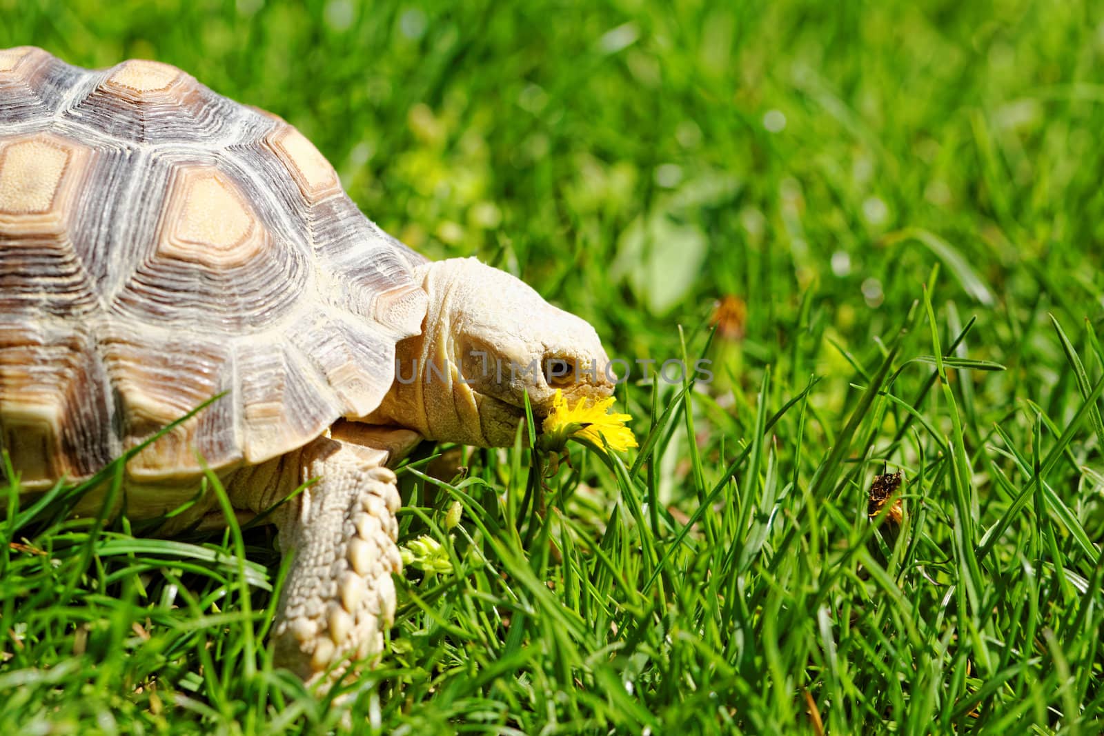 African Spurred Tortoise (Geochelone sulcata) in the garden