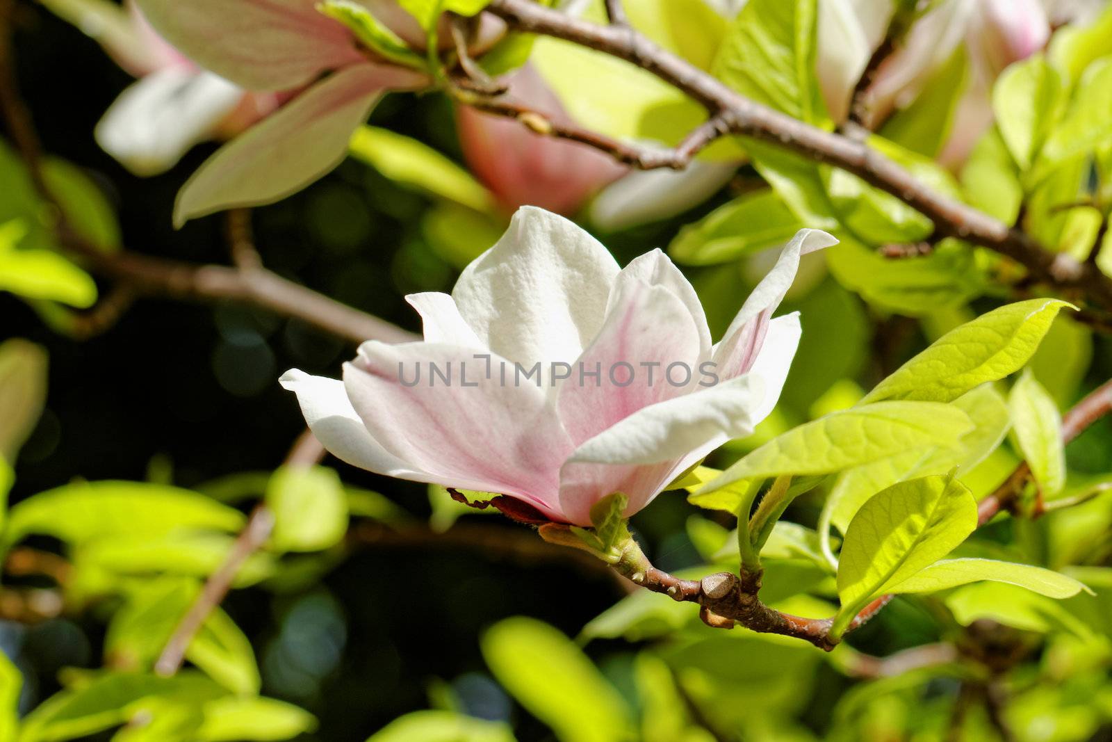 Spring Blossoms of a Magnolia tree