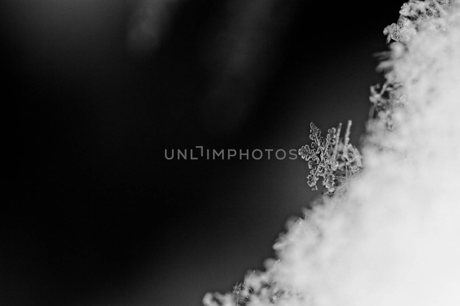 beauty white snowflake crystals on dark background