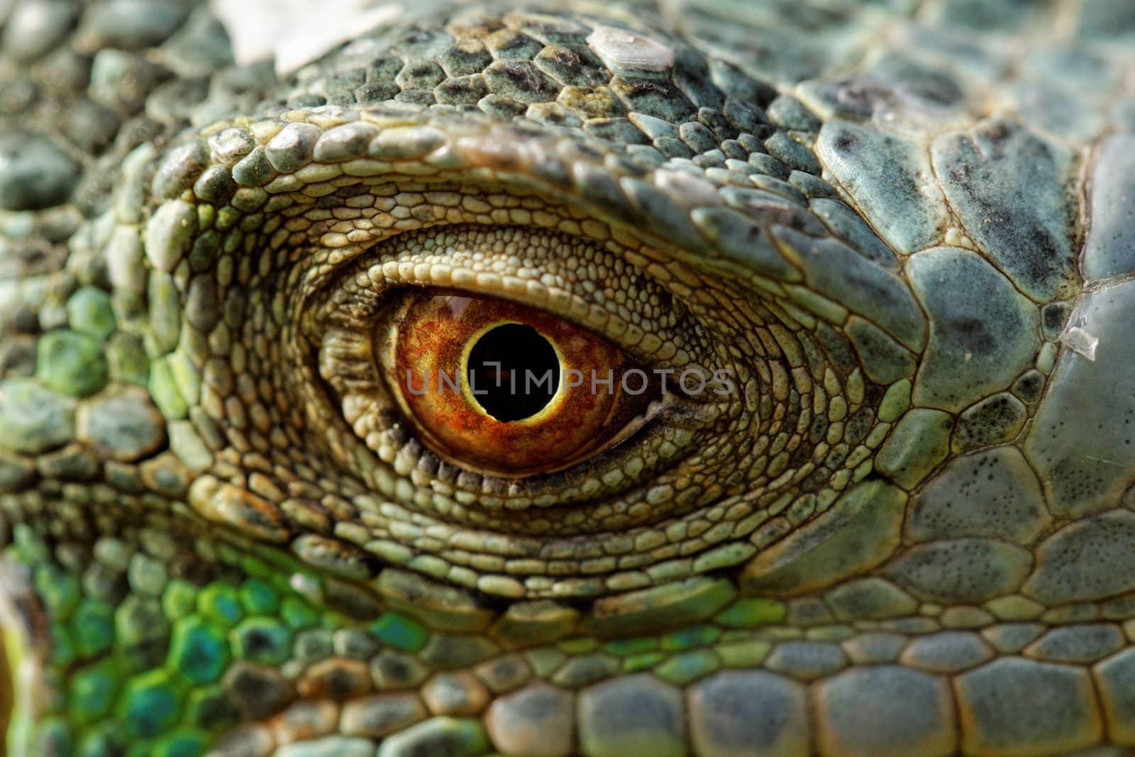 macro of a fantastic green iguana eye