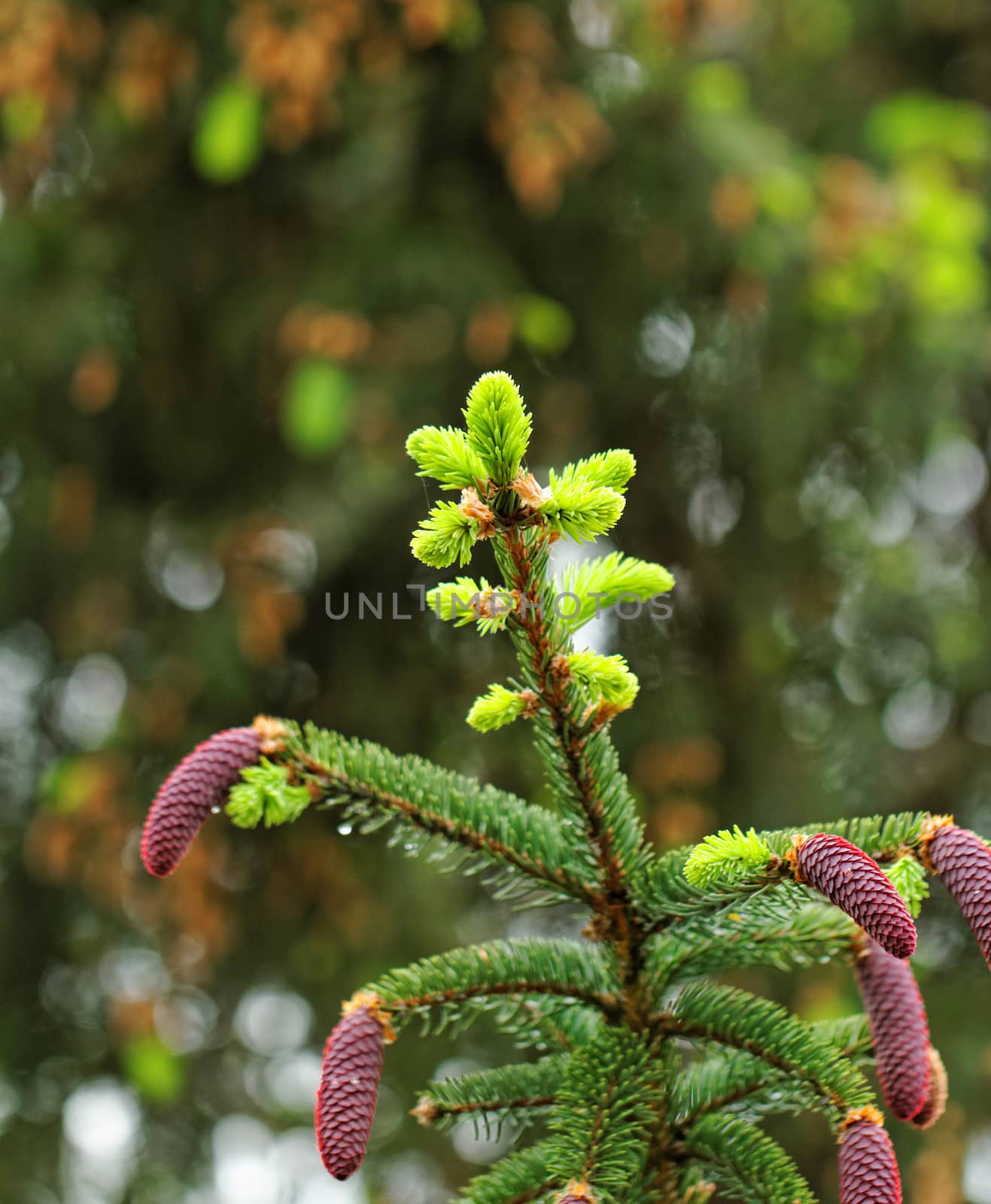 pine tree with fresh pine shoots and red pinecones