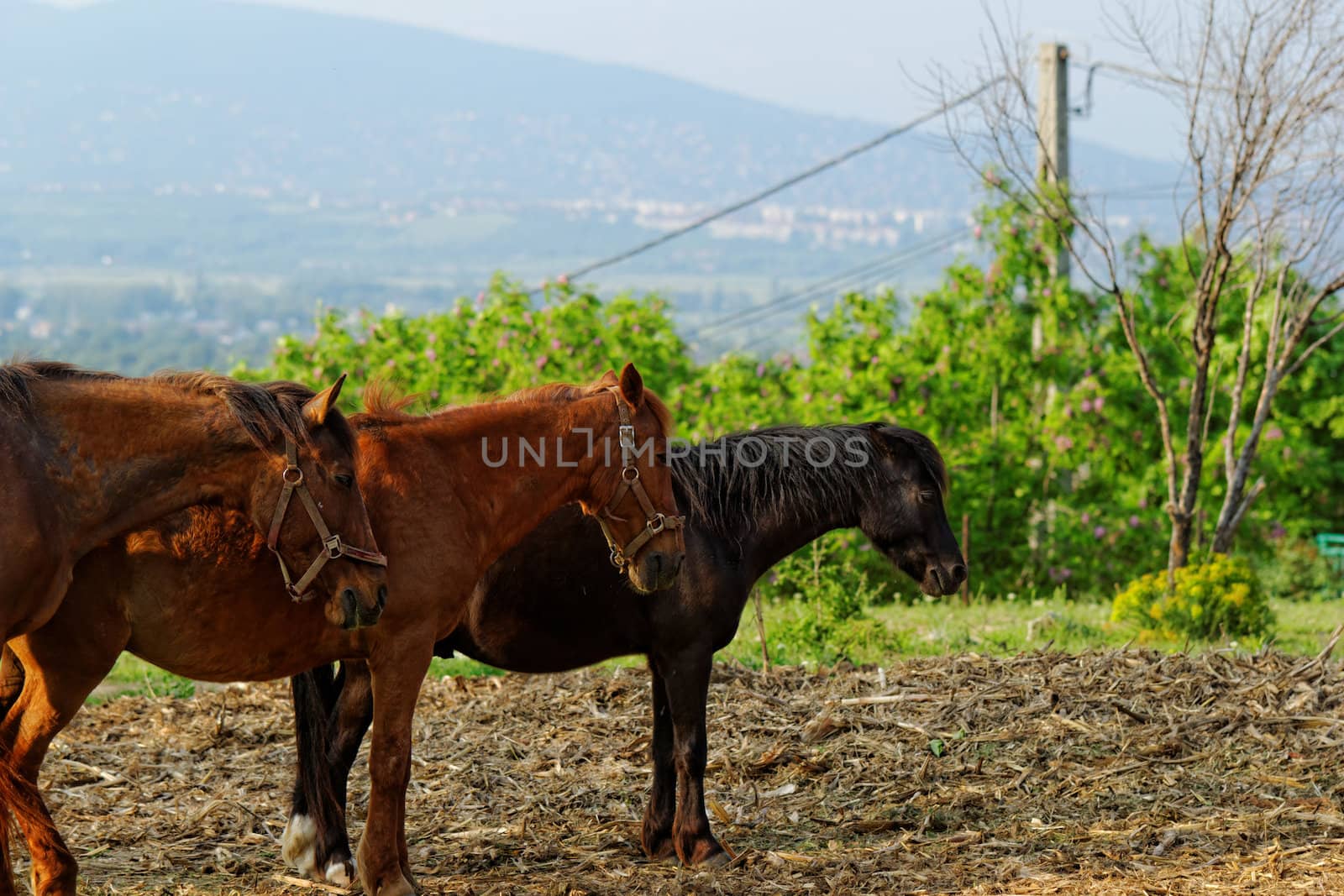 horse family in the paddock