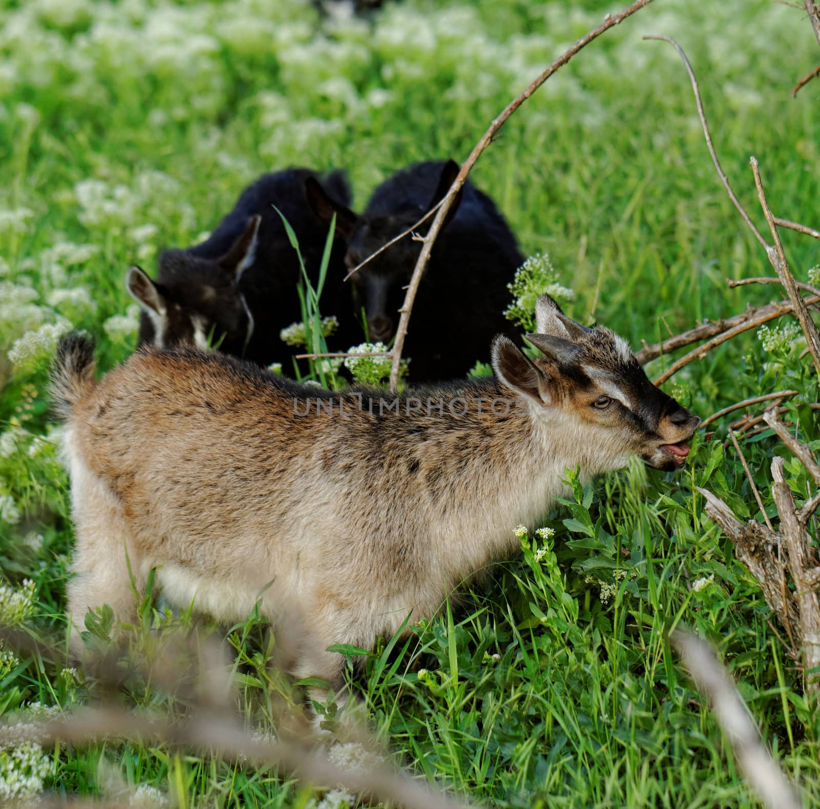 Goats grazing in the meadow