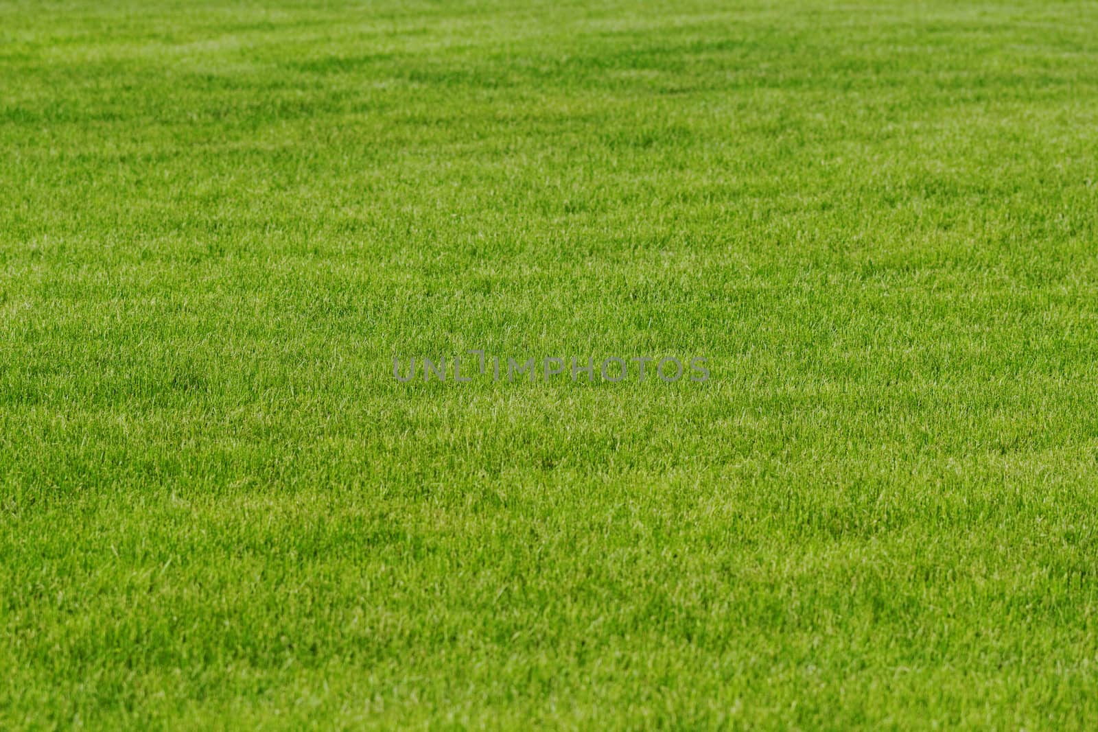 grass as background by NagyDodo