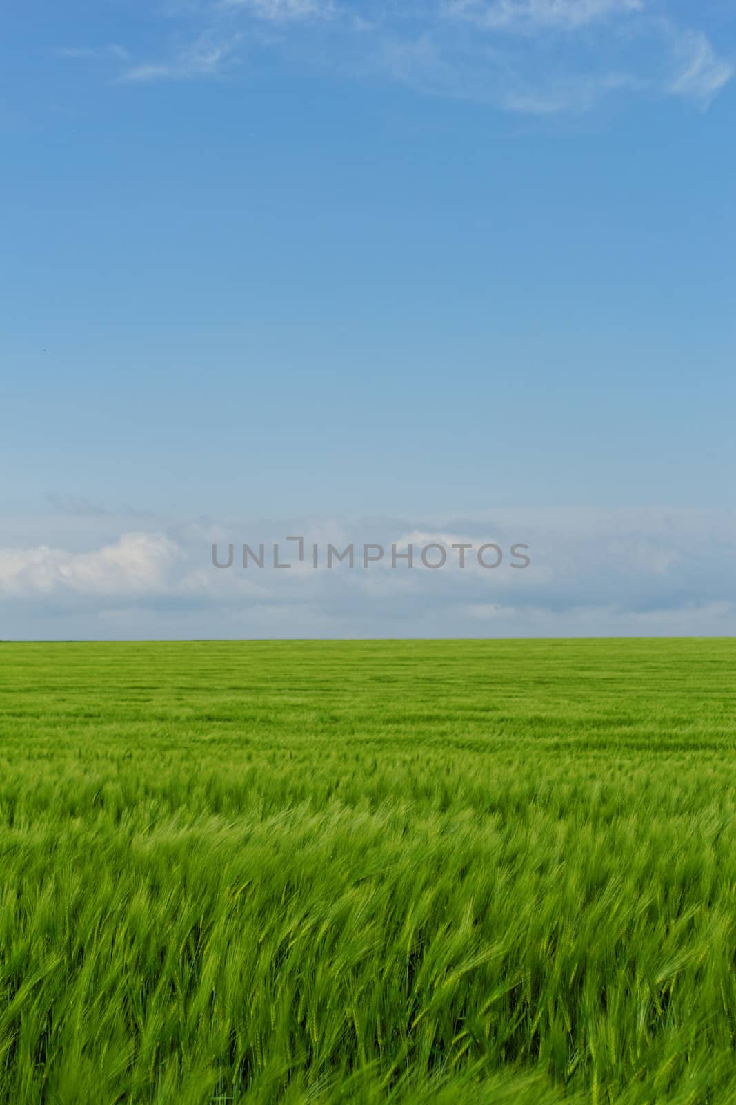 wheat field under the blue cloudy sky by NagyDodo