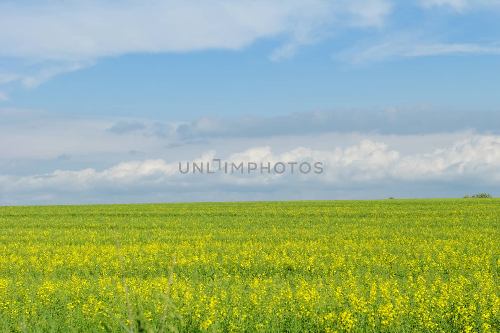 green wheat field under the blue cloudy sky