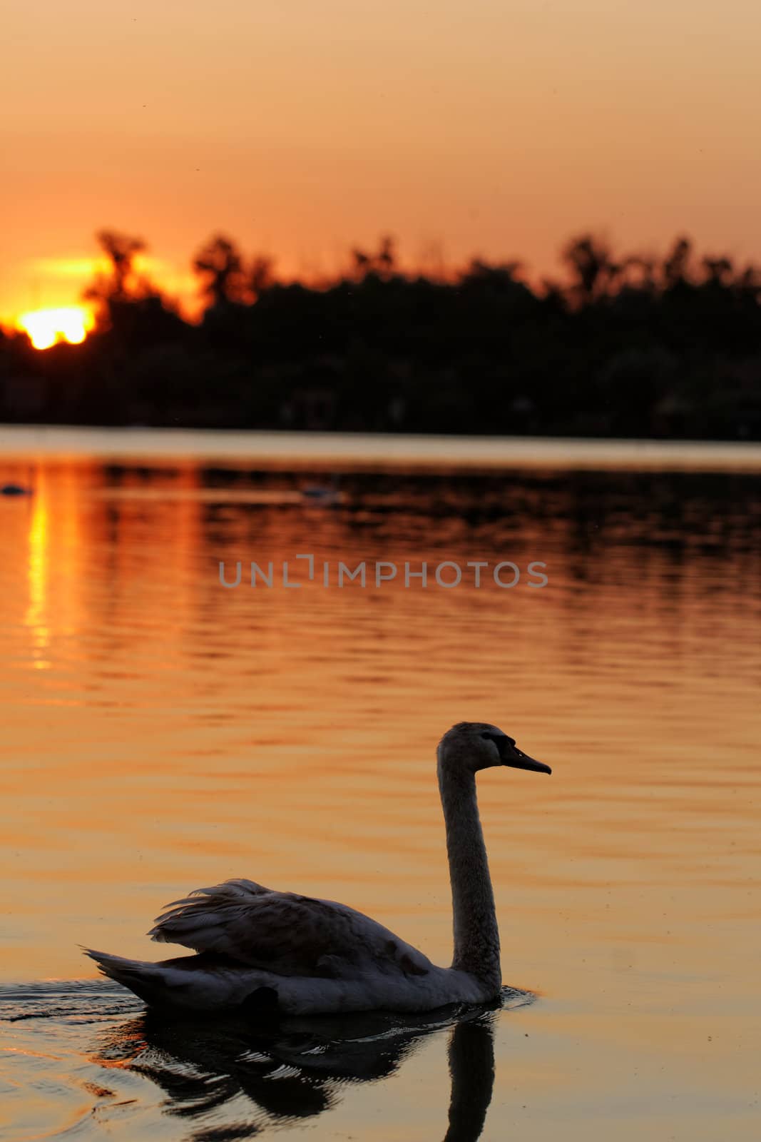 swan on lake at sunset by NagyDodo