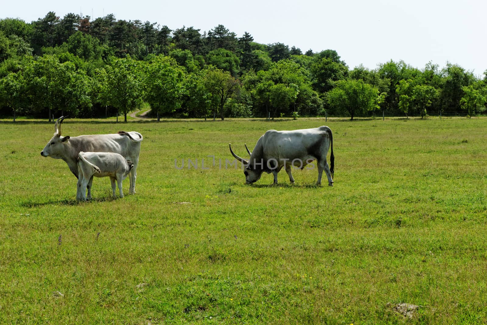 Ruminant Hungarian gray cattle bull on grass