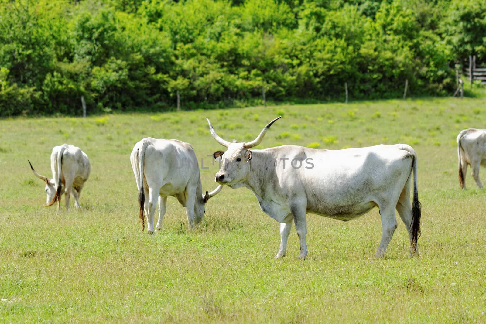 Ruminant Hungarian gray cattle bull on grass