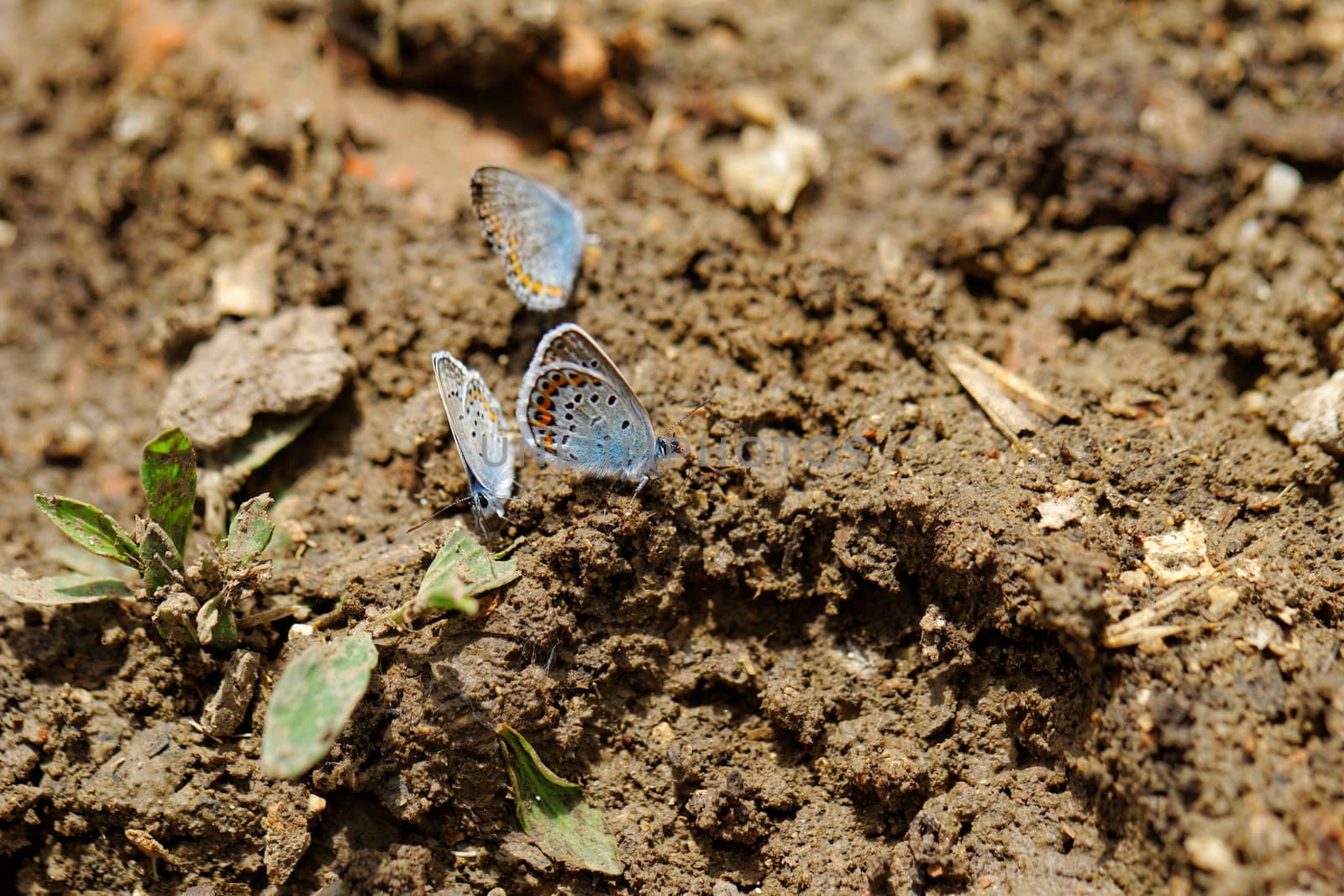 The Silver-studded Blue (Plebejus argus) is a butterfly in the family Lycaenidae