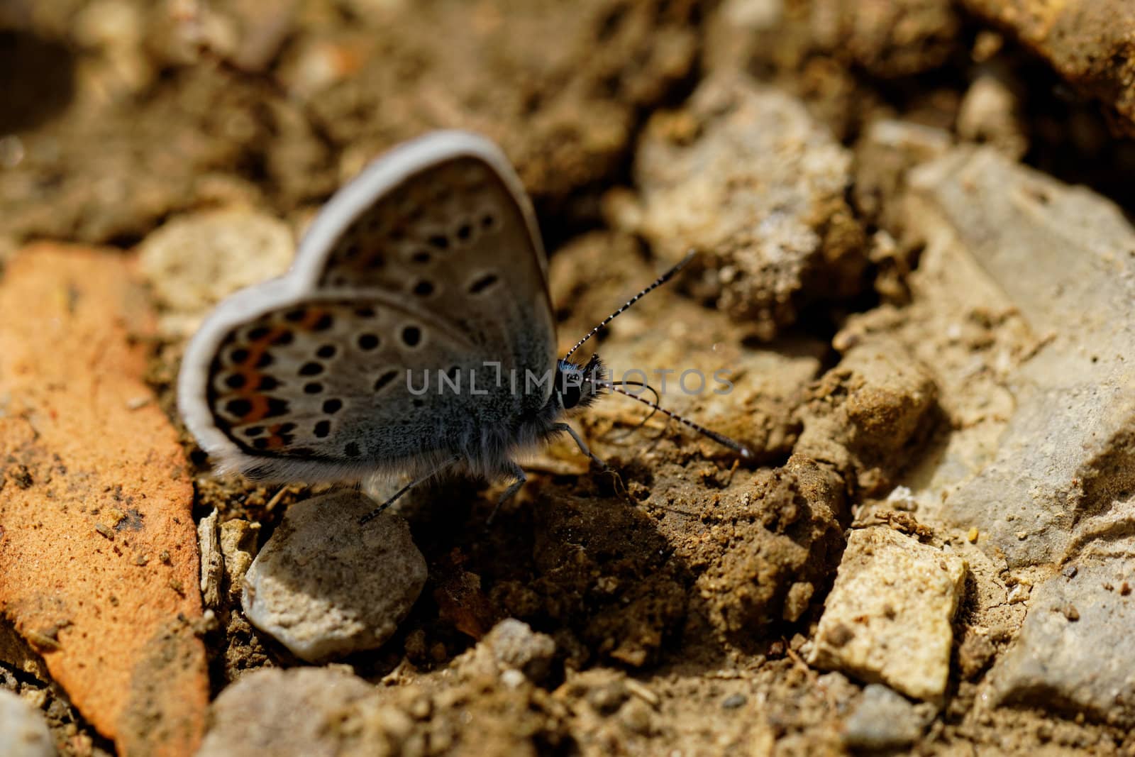 The Silver-studded Blue (Plebejus argus) is a butterfly in the family Lycaenidae