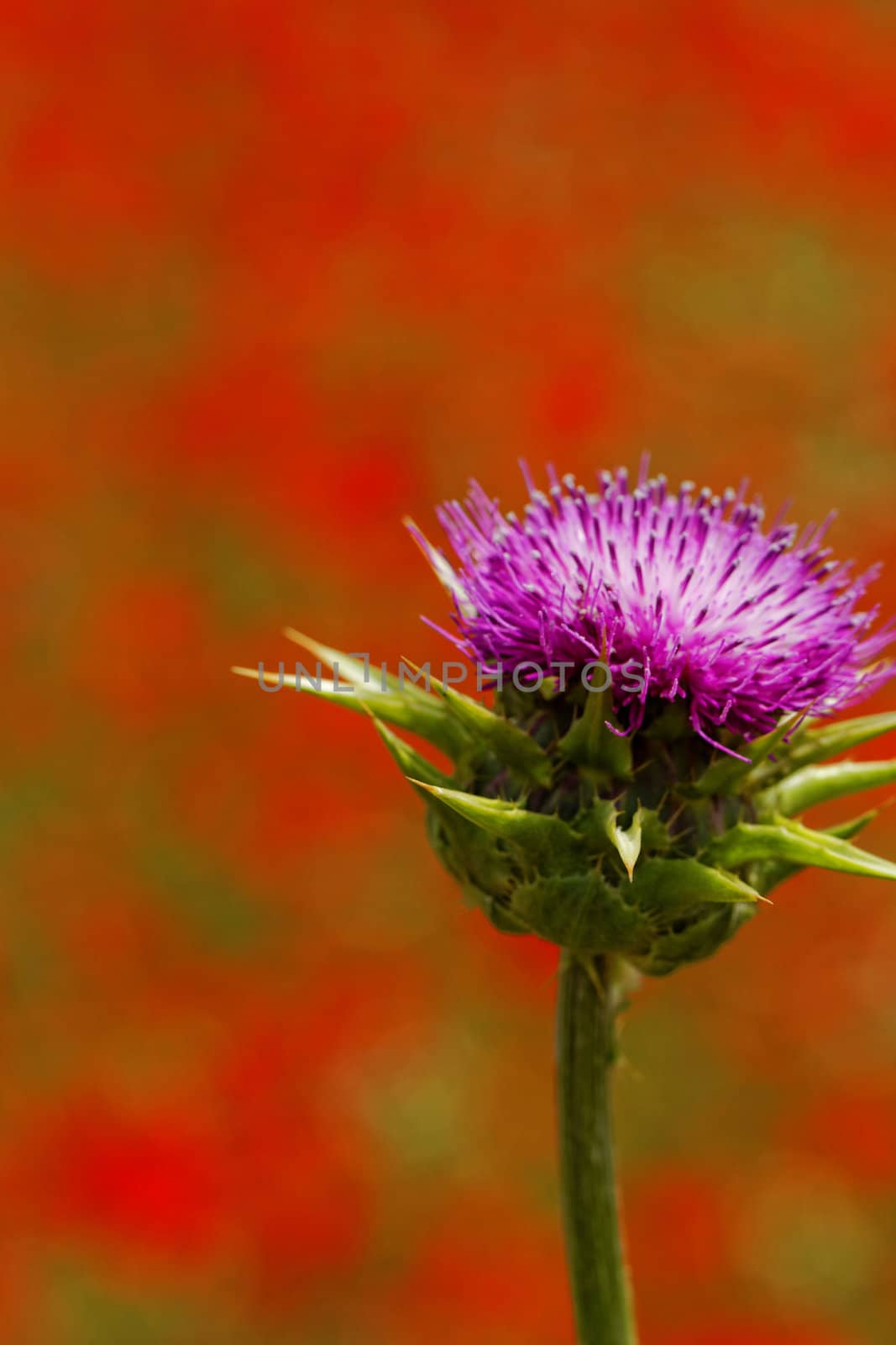 close-up about violet thistle flower on poppy field