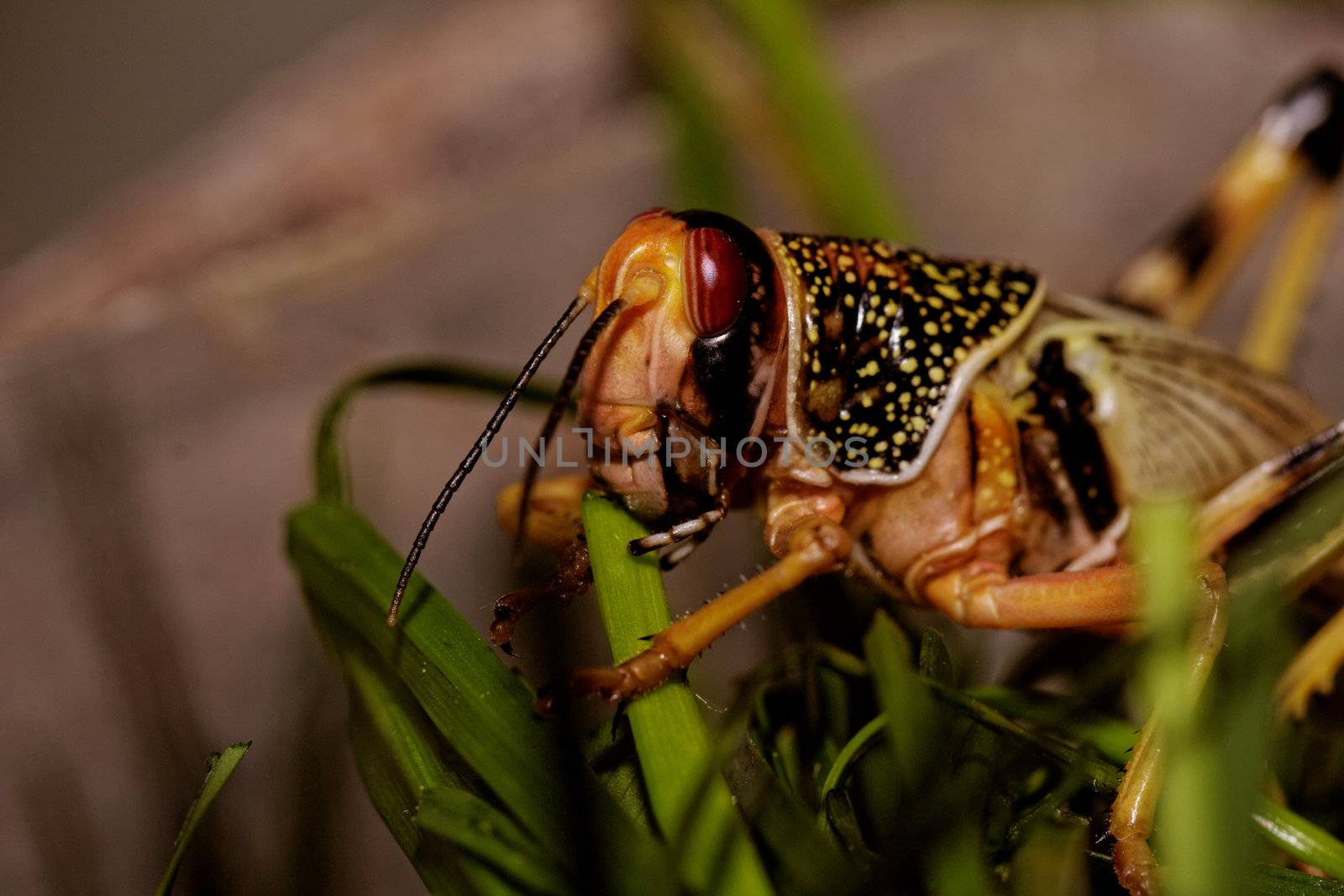 one locust eating the grass in the nature