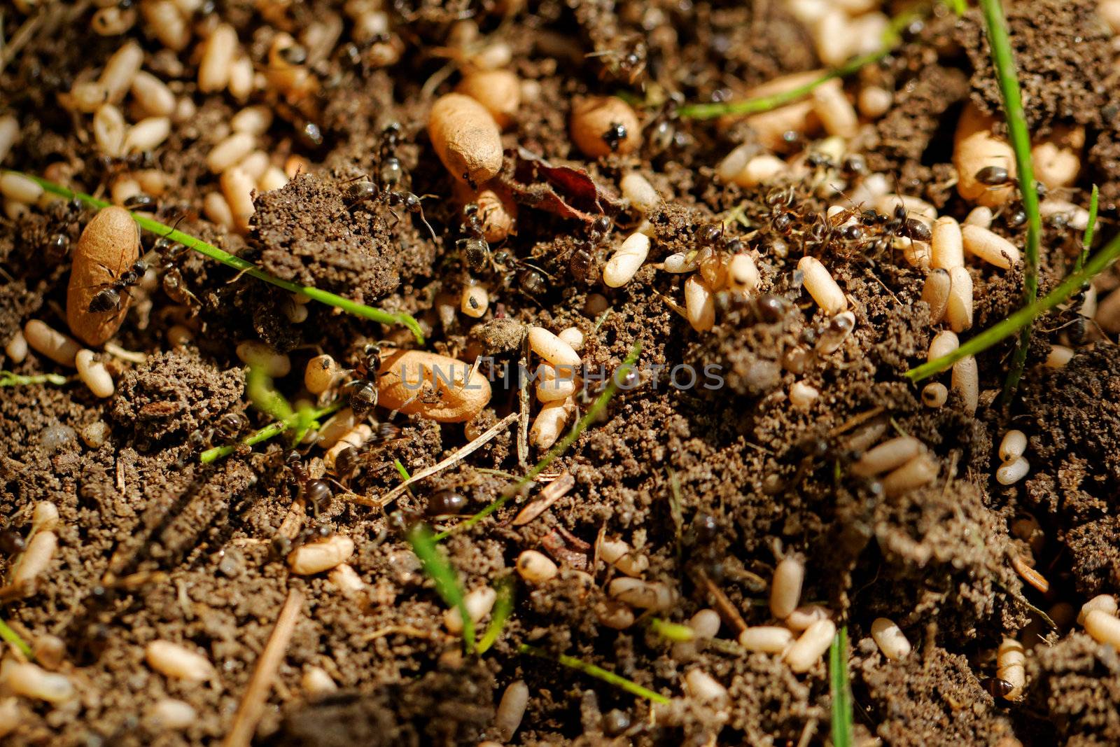 in the anthill moving ants the eggs