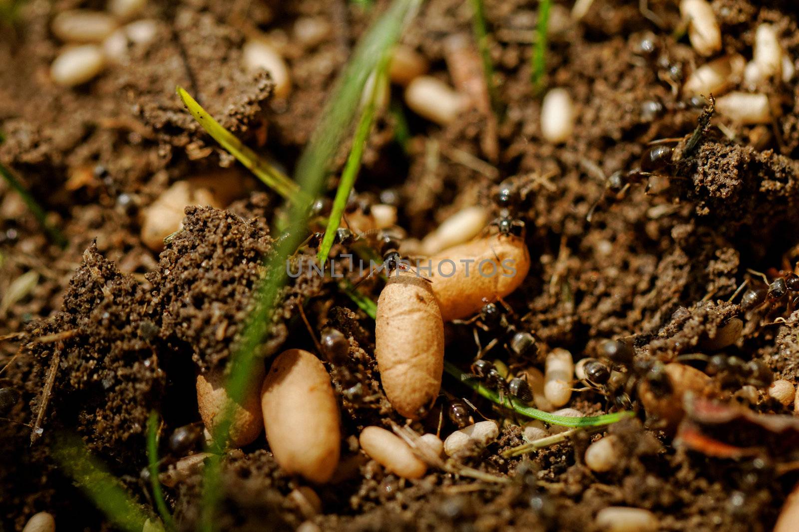 in the anthill moving ants the eggs