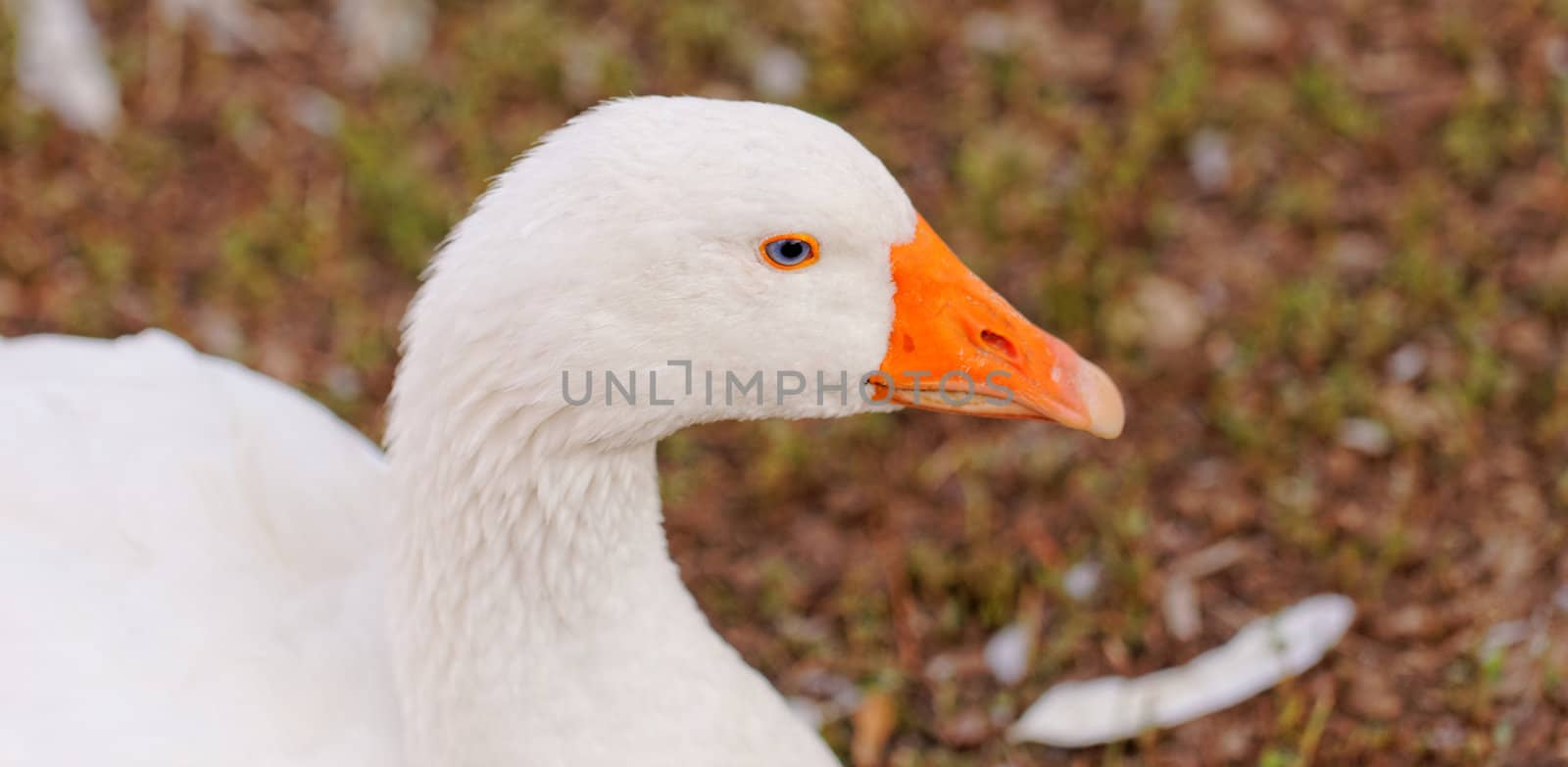 White geese with blue eyes, in farm