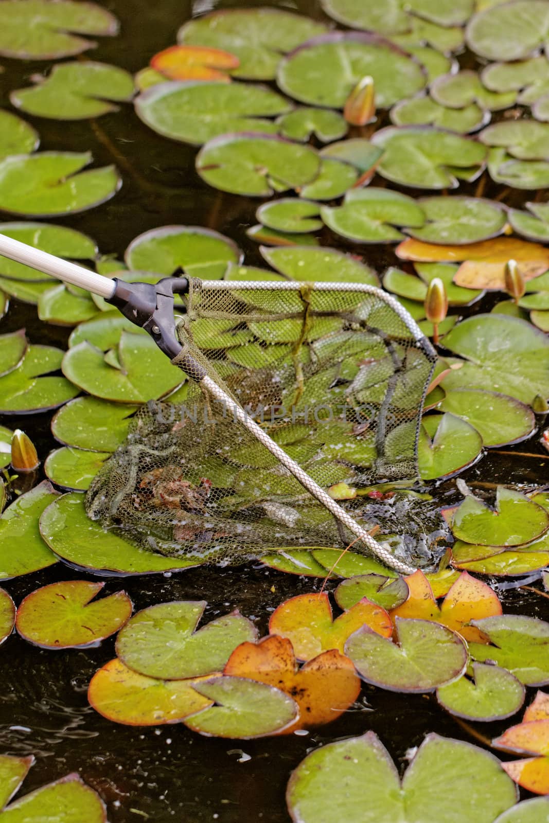 fish landing nets in the lake with plants