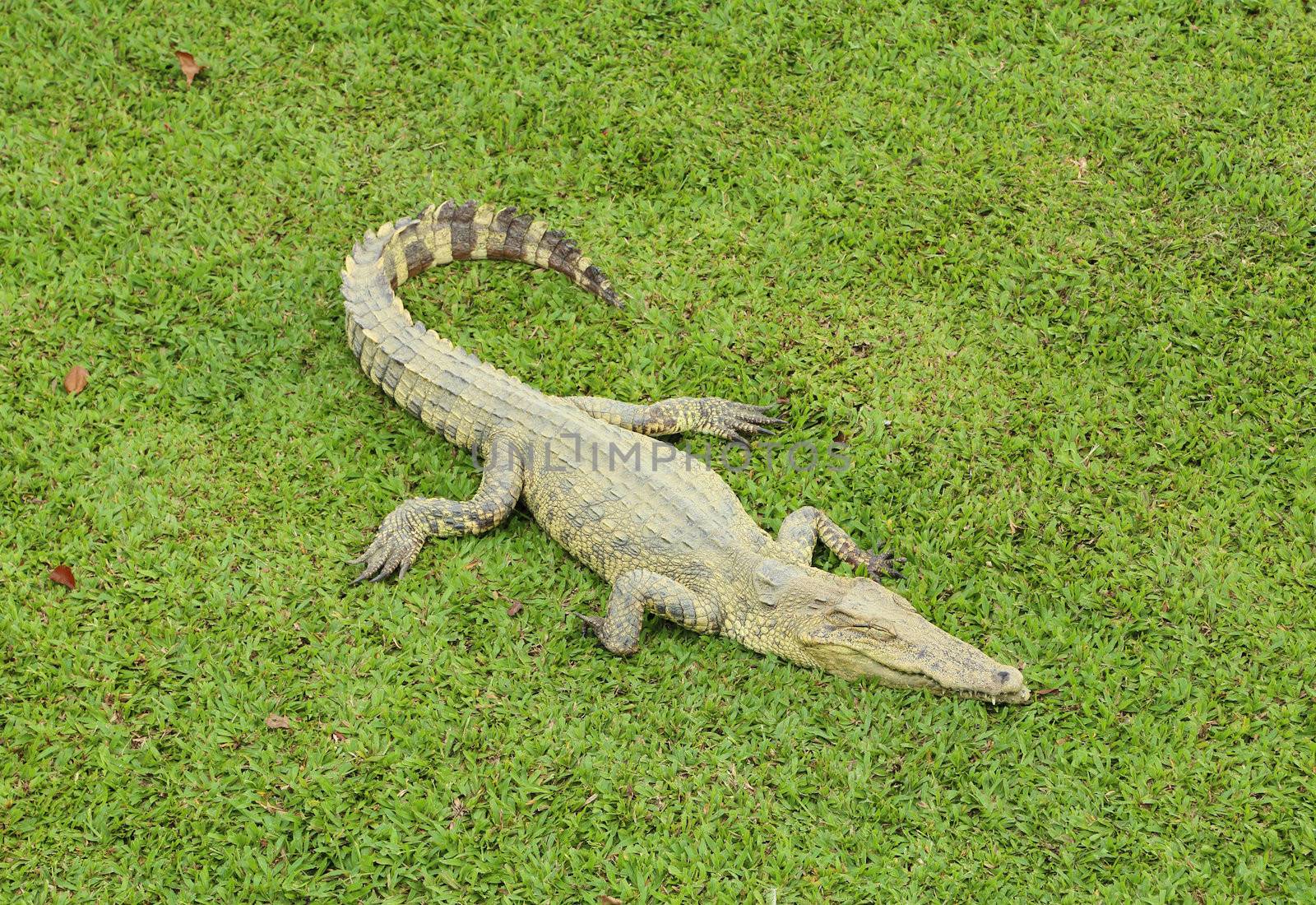 Crocodile resting by geargodz