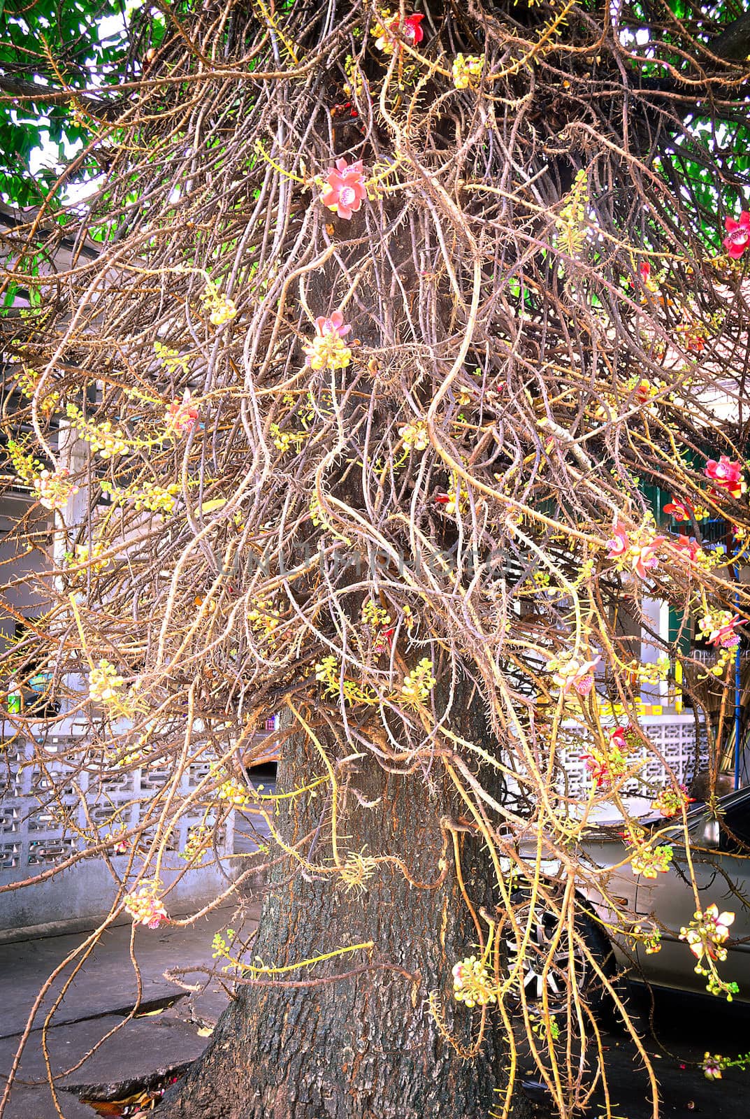 Sala Tree, the Symbol Flower and Tree of Buddhism