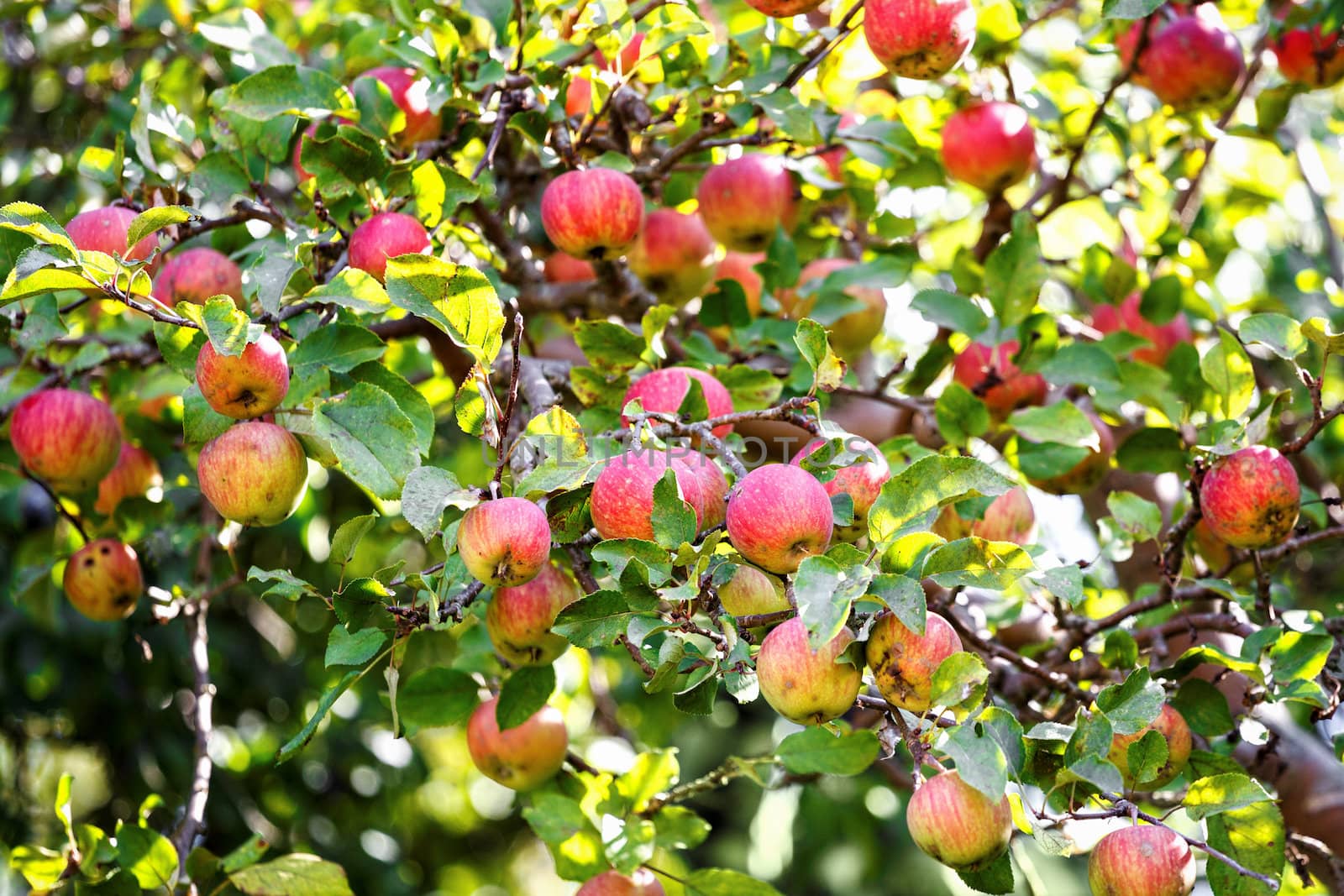 Bunch of red apples on a apple tree in sunny day