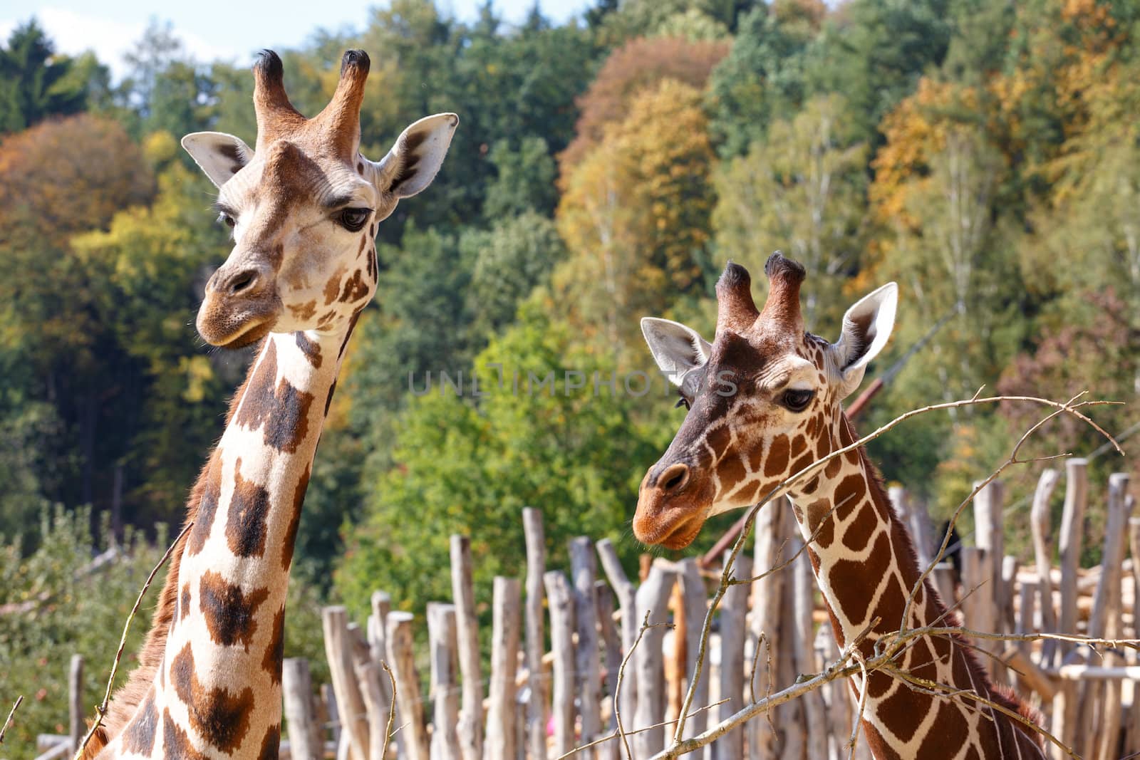Close up shot of two young cute giraffe 