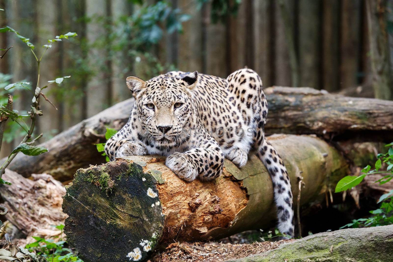 Snow Leopard Irbis (Panthera uncia) leopard looking ahead in zoo