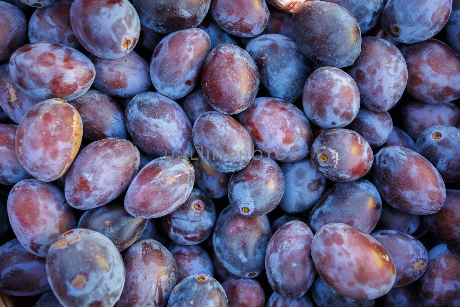 ripe purple and blue Plums (Blackthorns) Background, Texture, detail