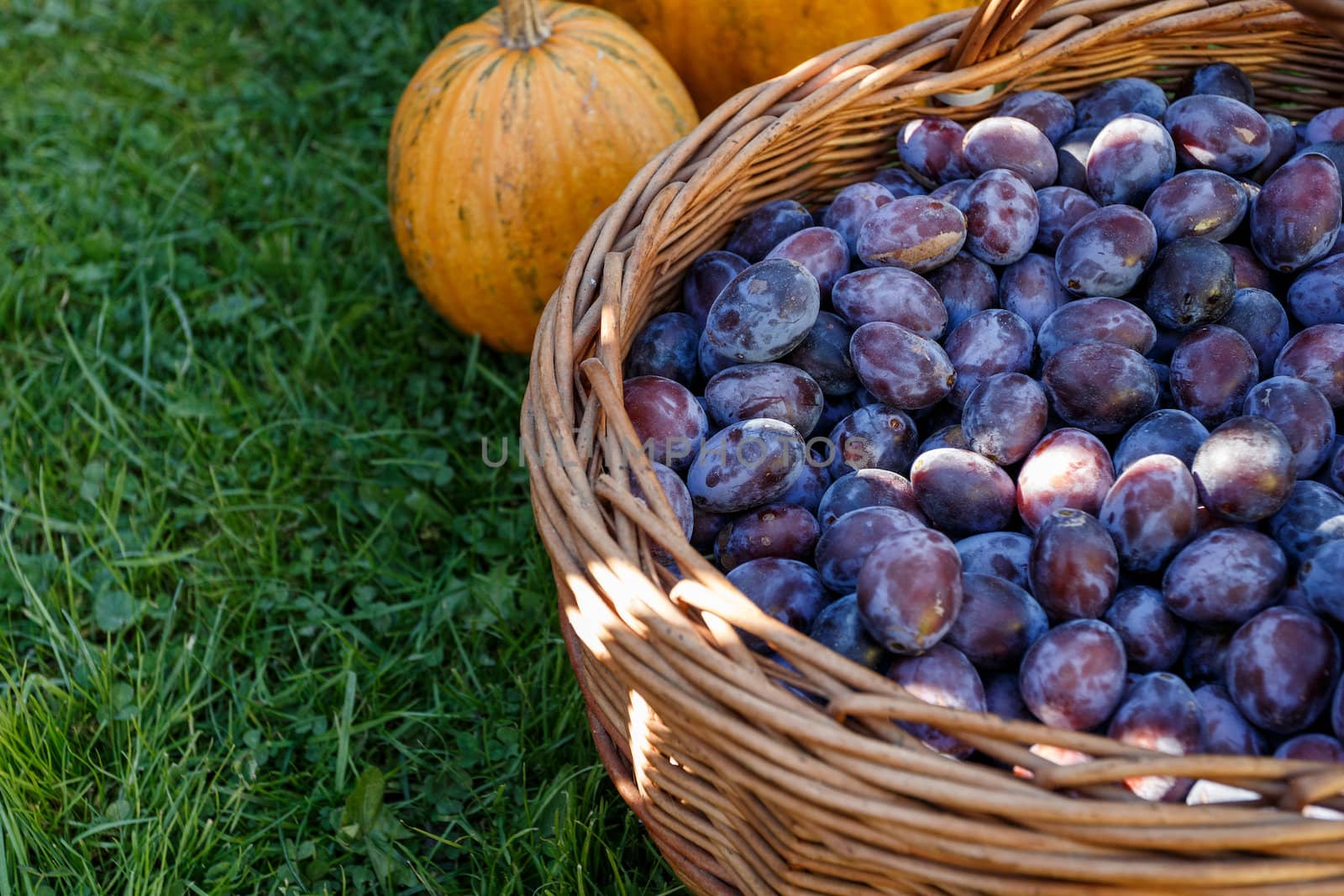 ripe plums in basket on green lawn