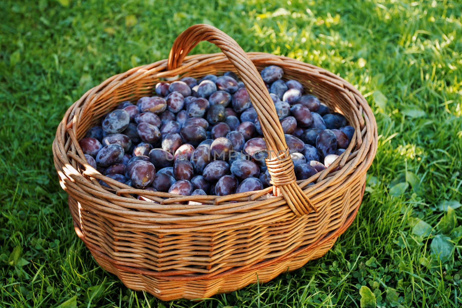 ripe plums in basket on green lawn