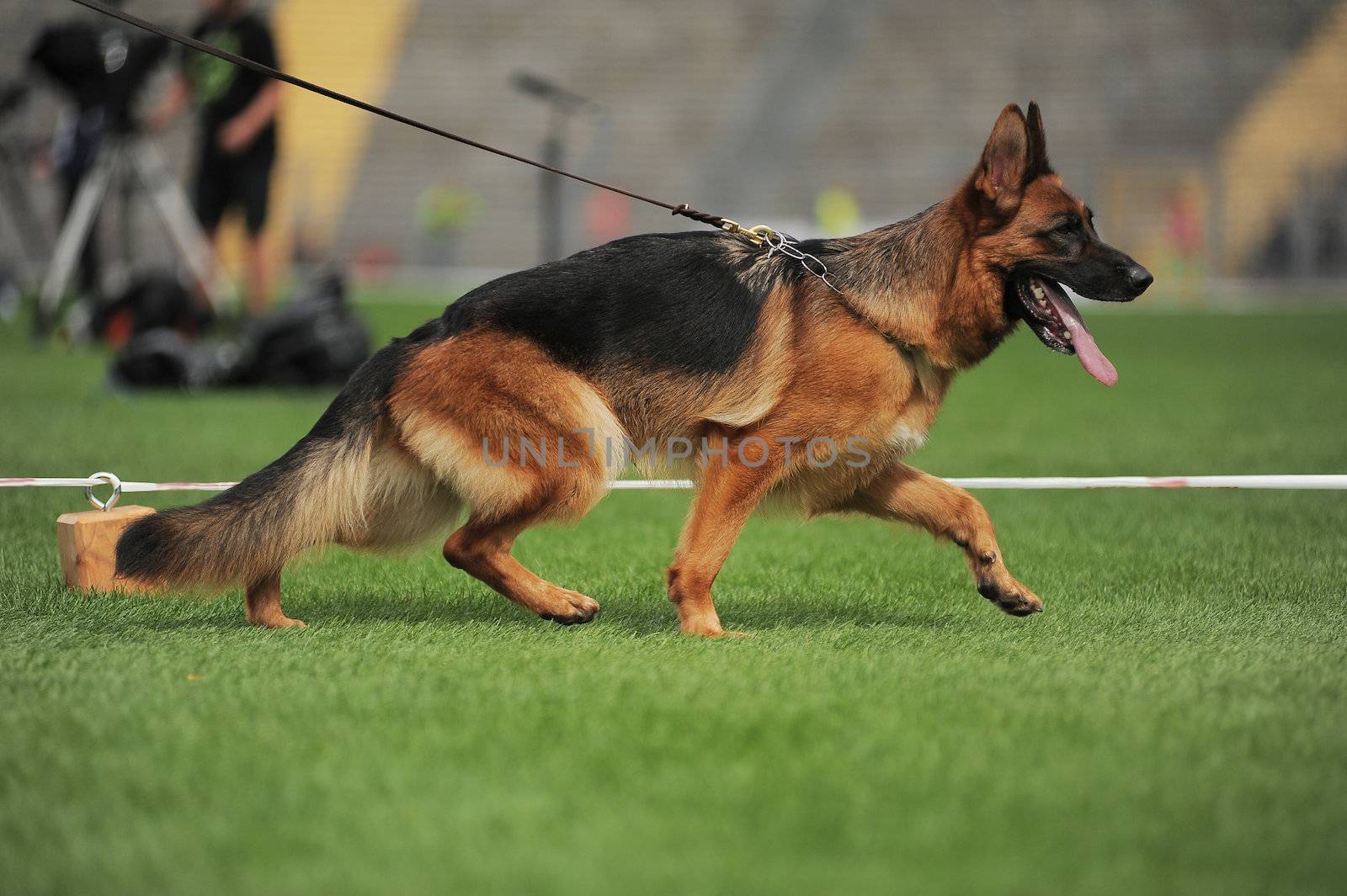 Running german shepherd dog in stadium
