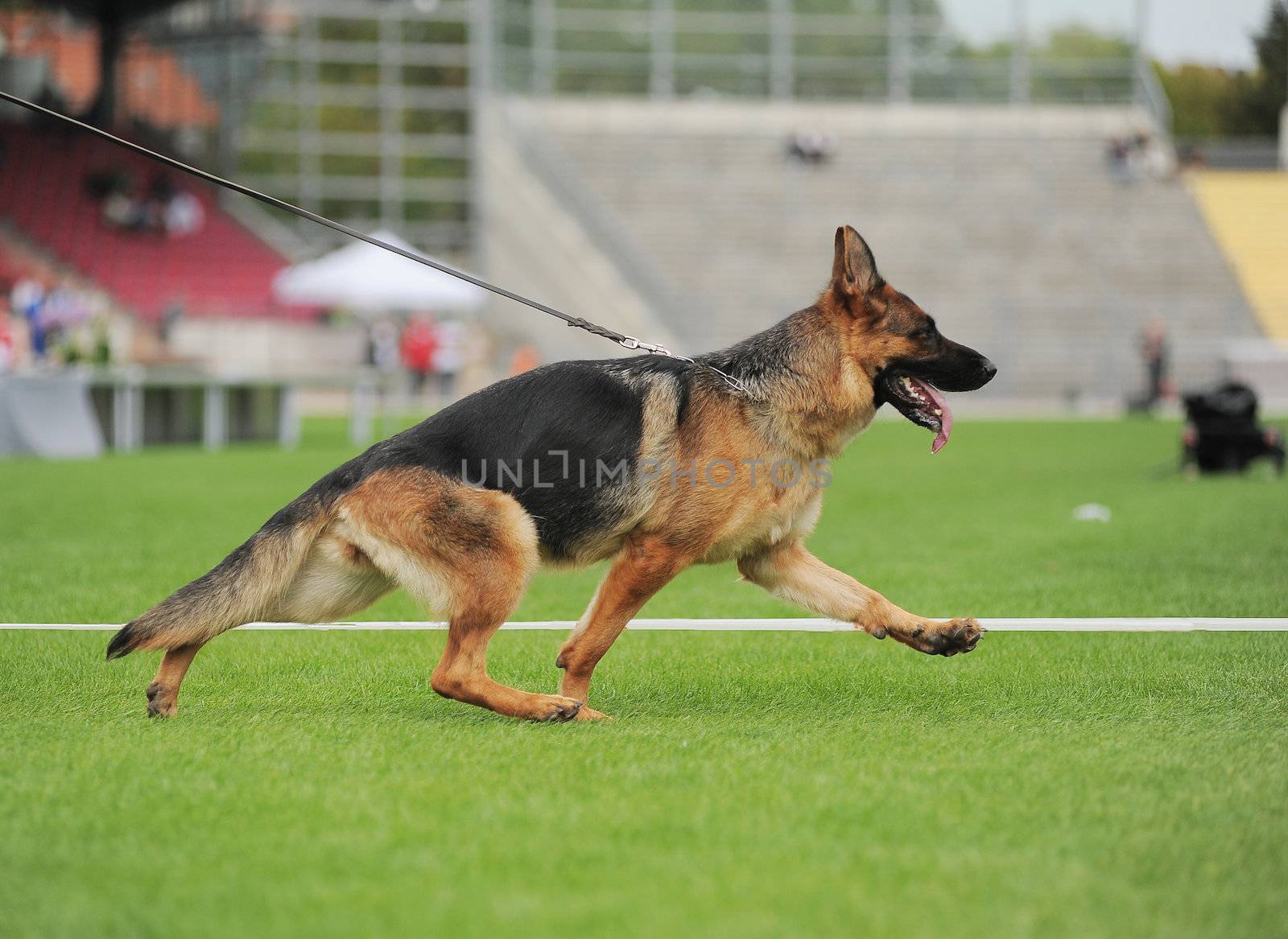 Running german shepherd dog in stadium