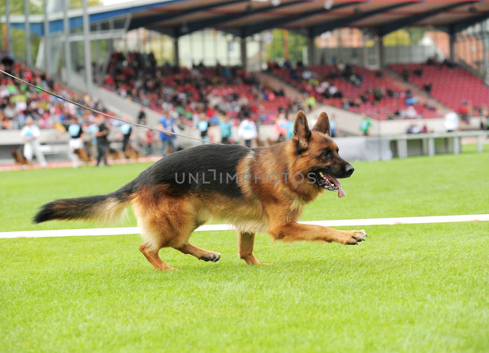 Happy german shepherd dog playing on stadium