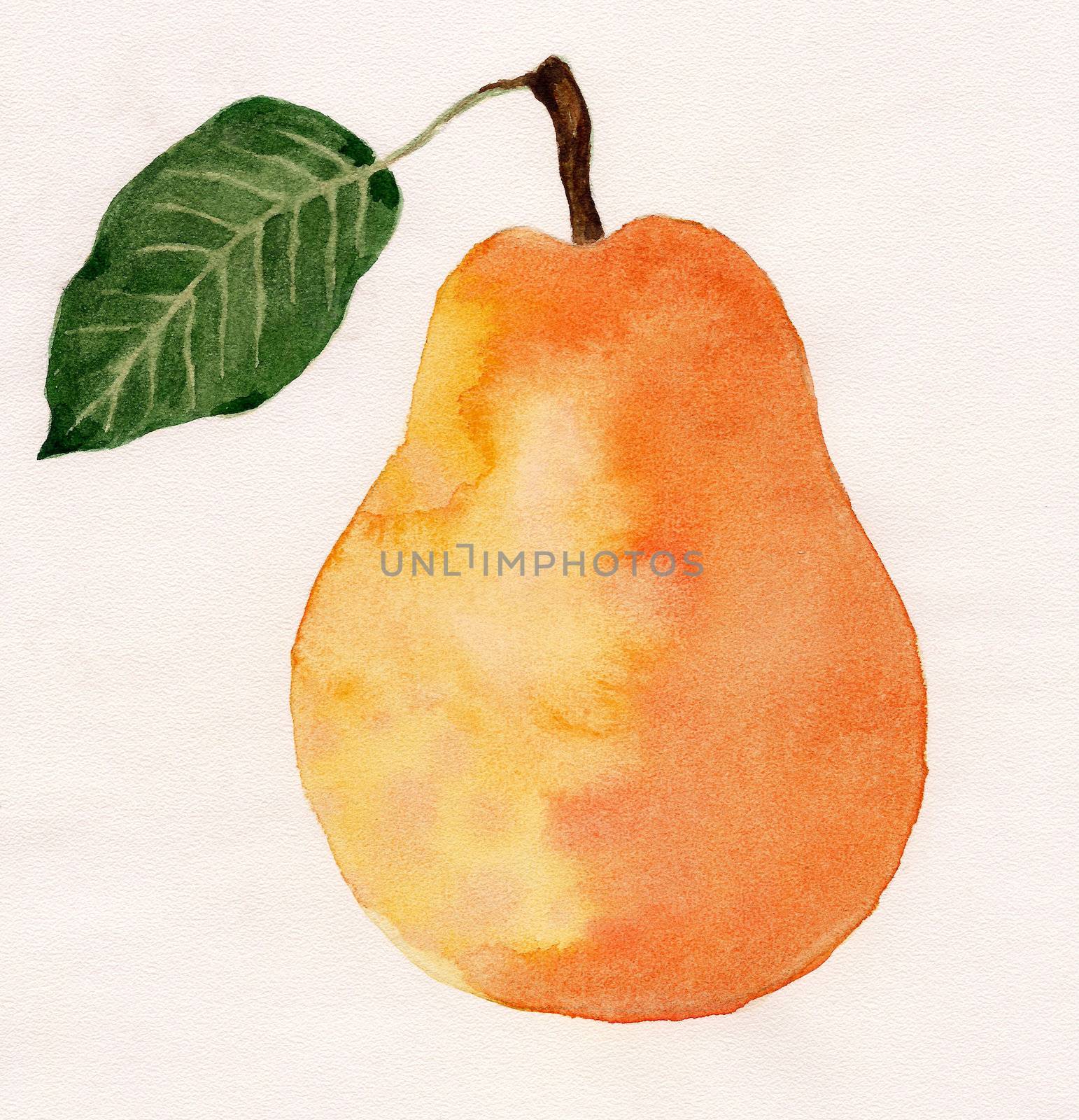 pear, watercolor painting by vip2807